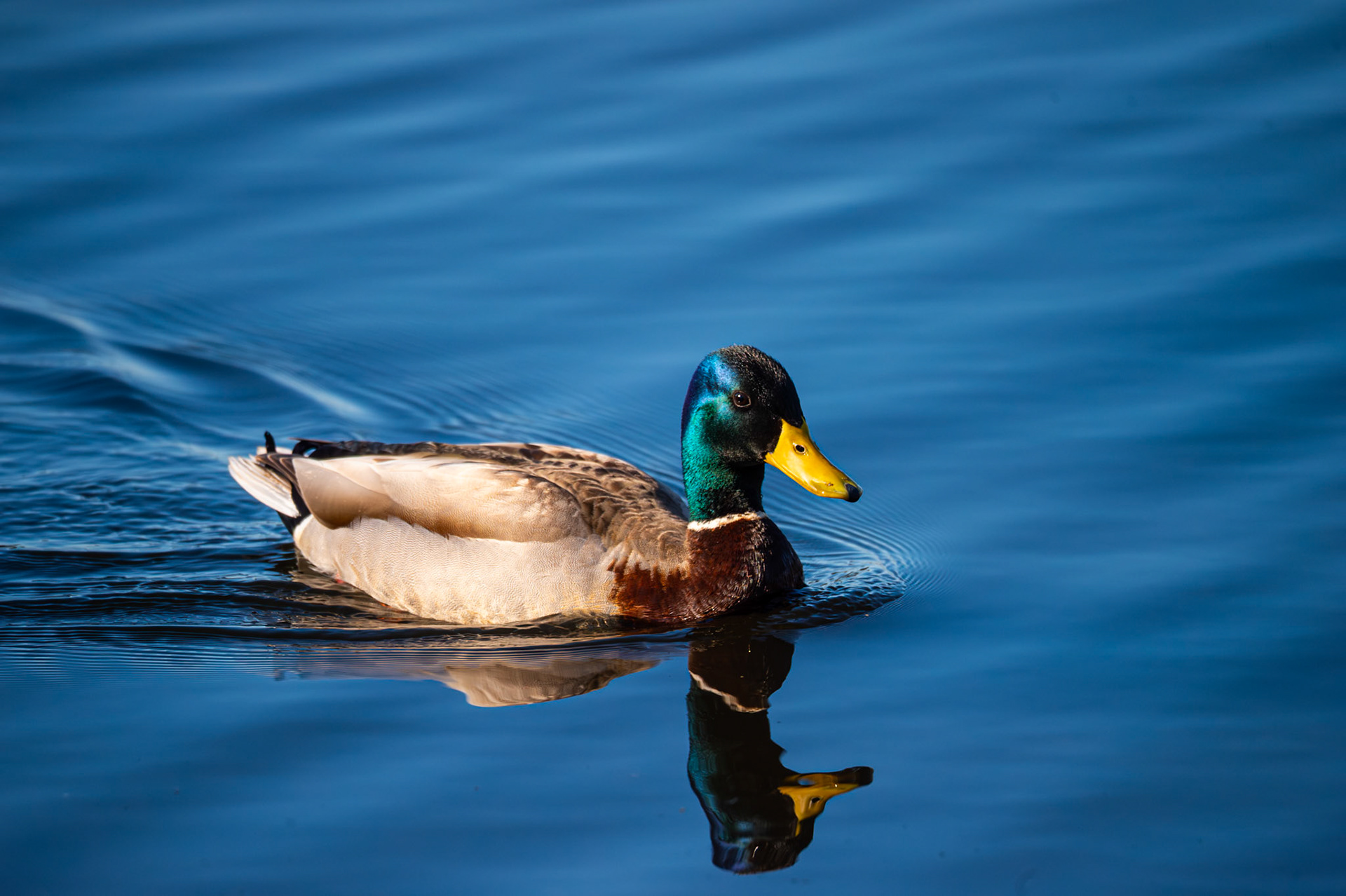 Mallards in flight