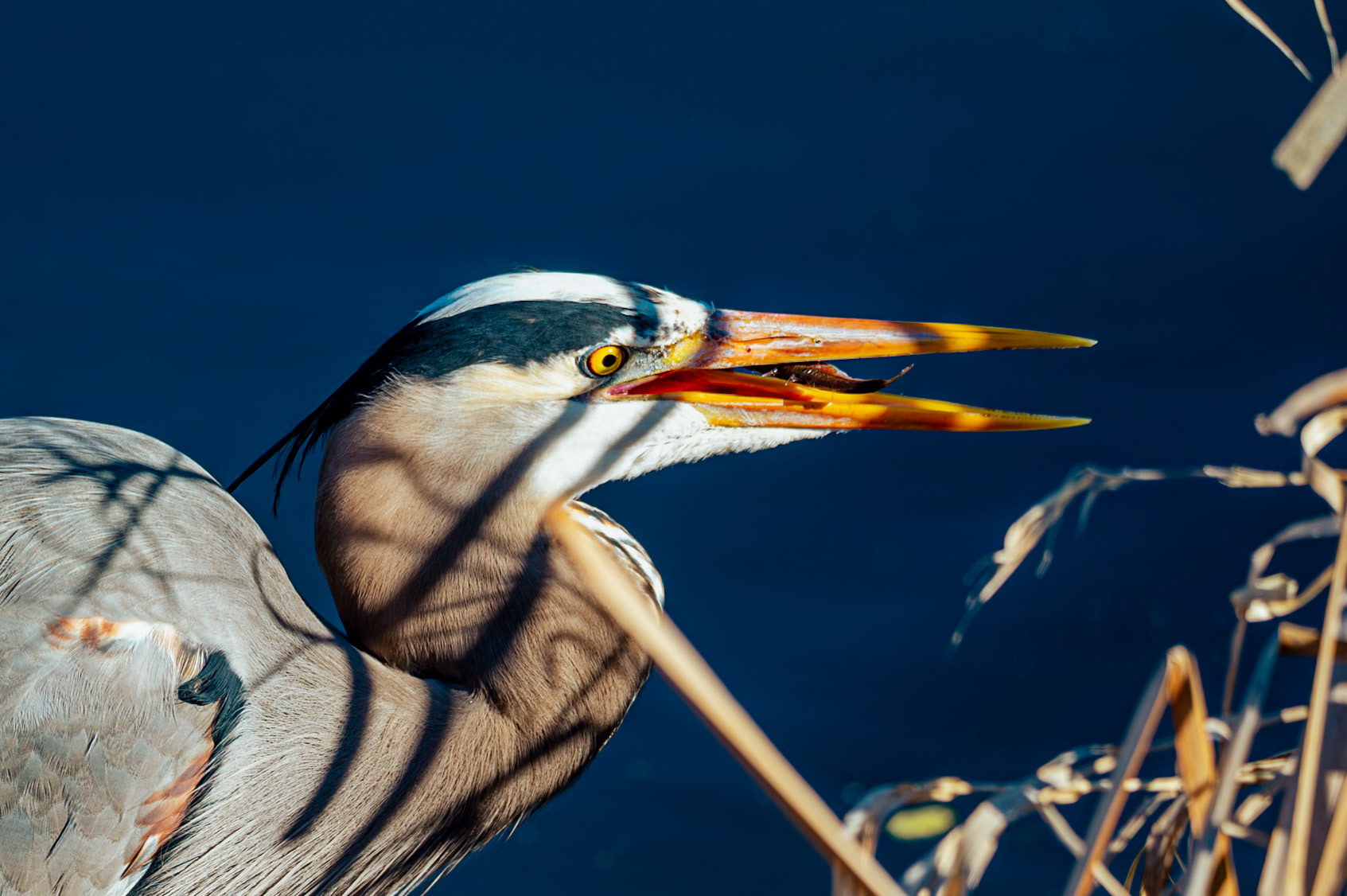 Great Blue Heron eating a fish