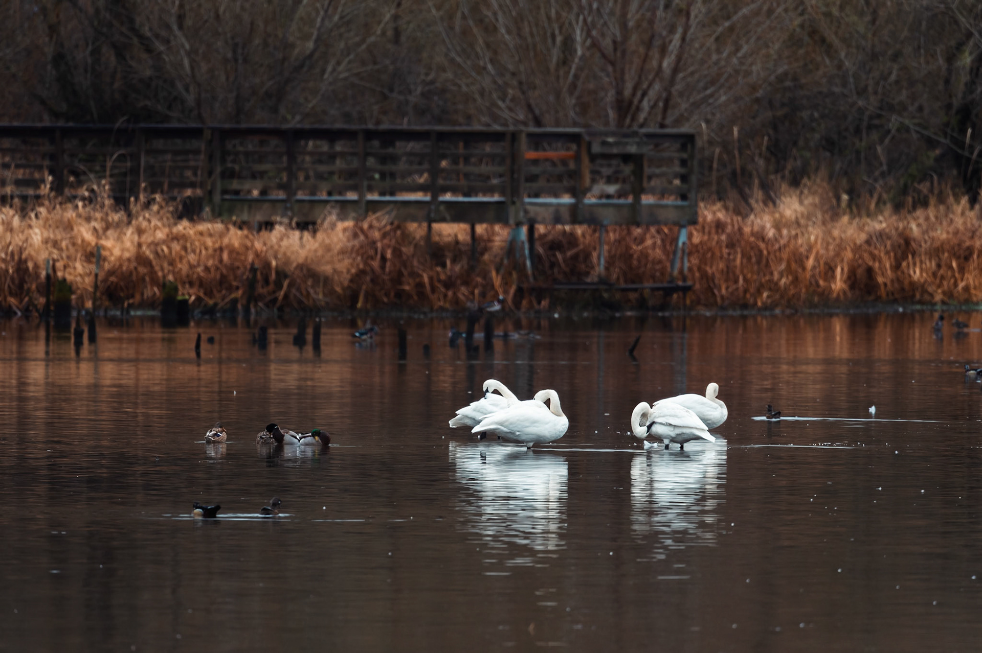 Trumpeter Swans in Lake Washington