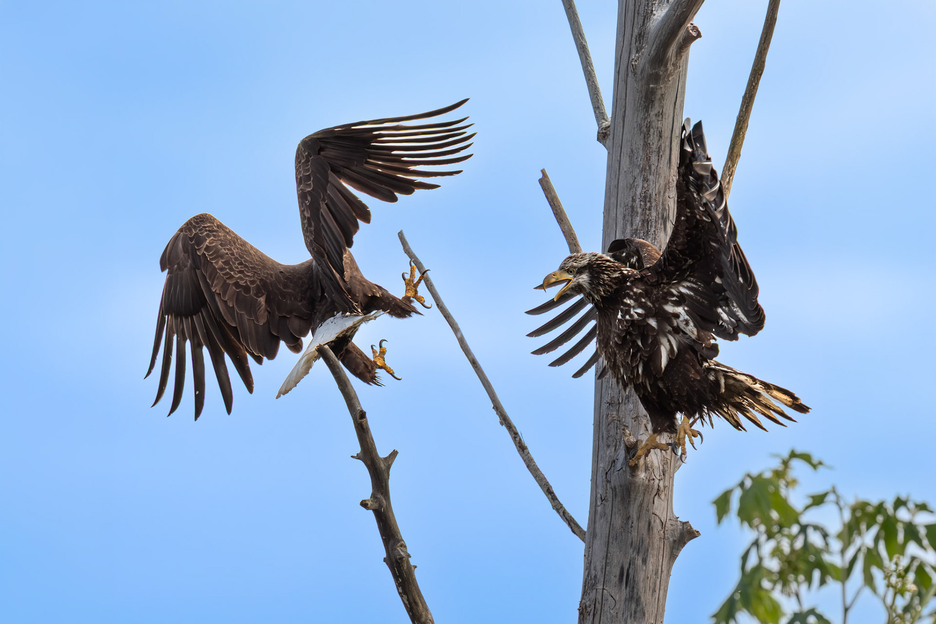 Two bald Eagles fighting
