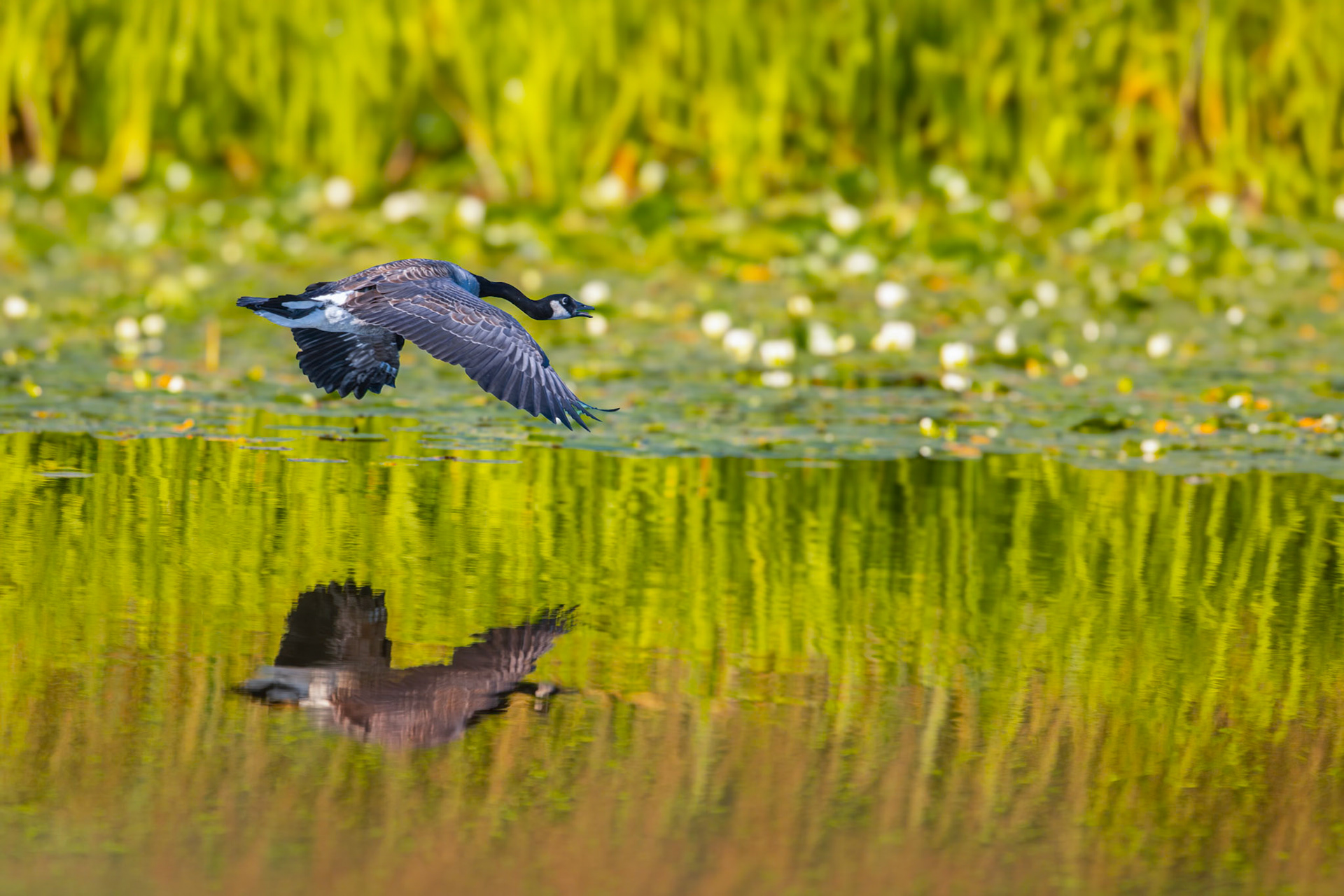 Canada Goose in flight