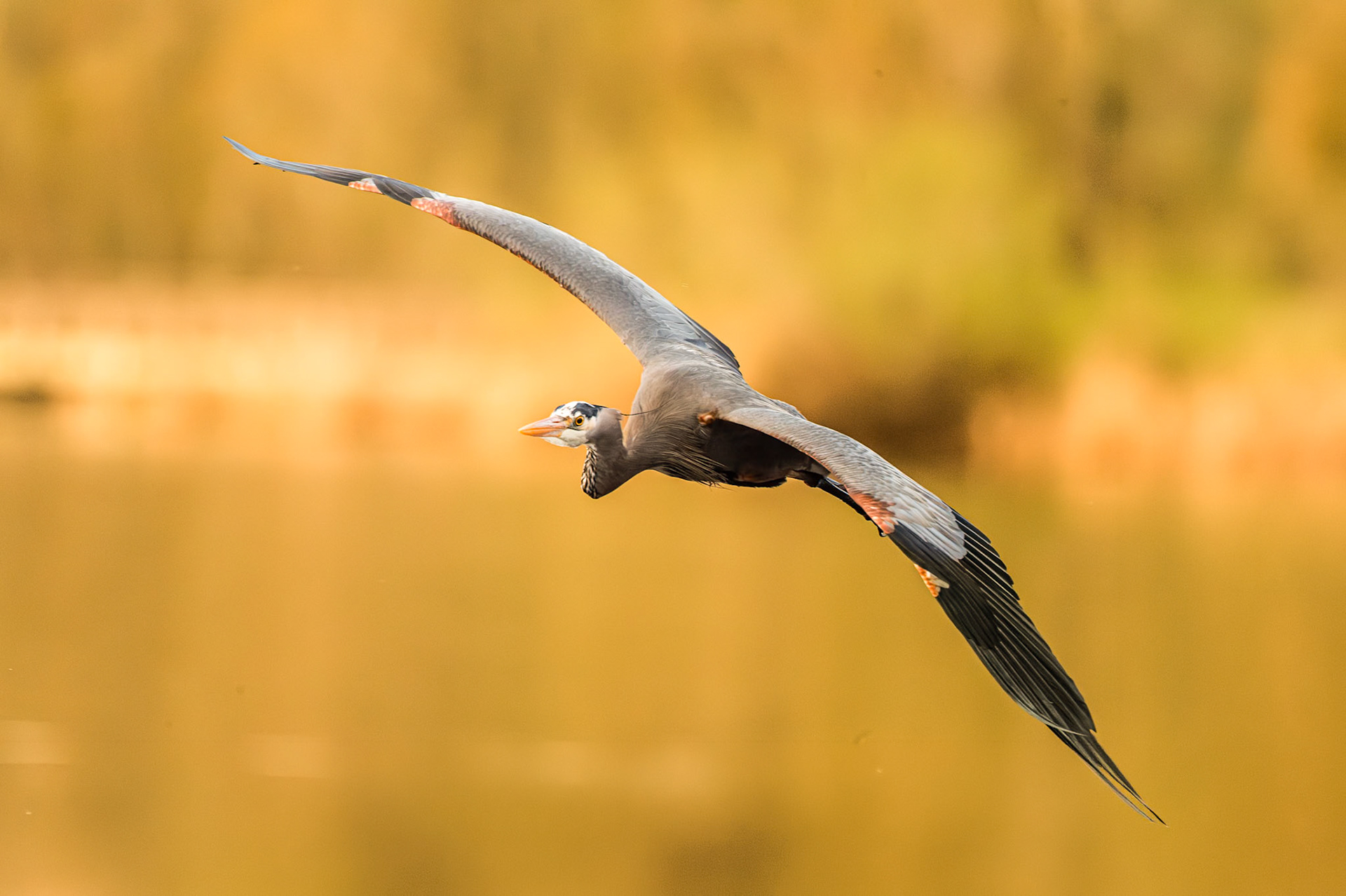Heron in flight