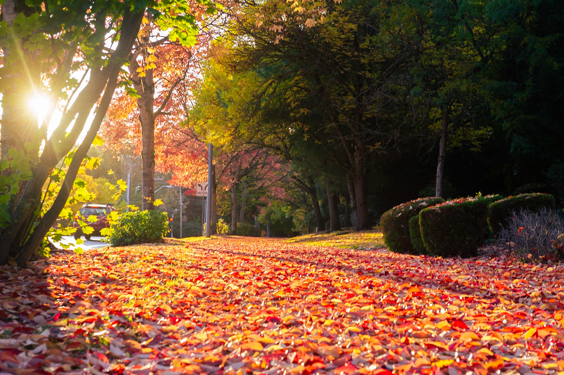 Fall morning in Redmond