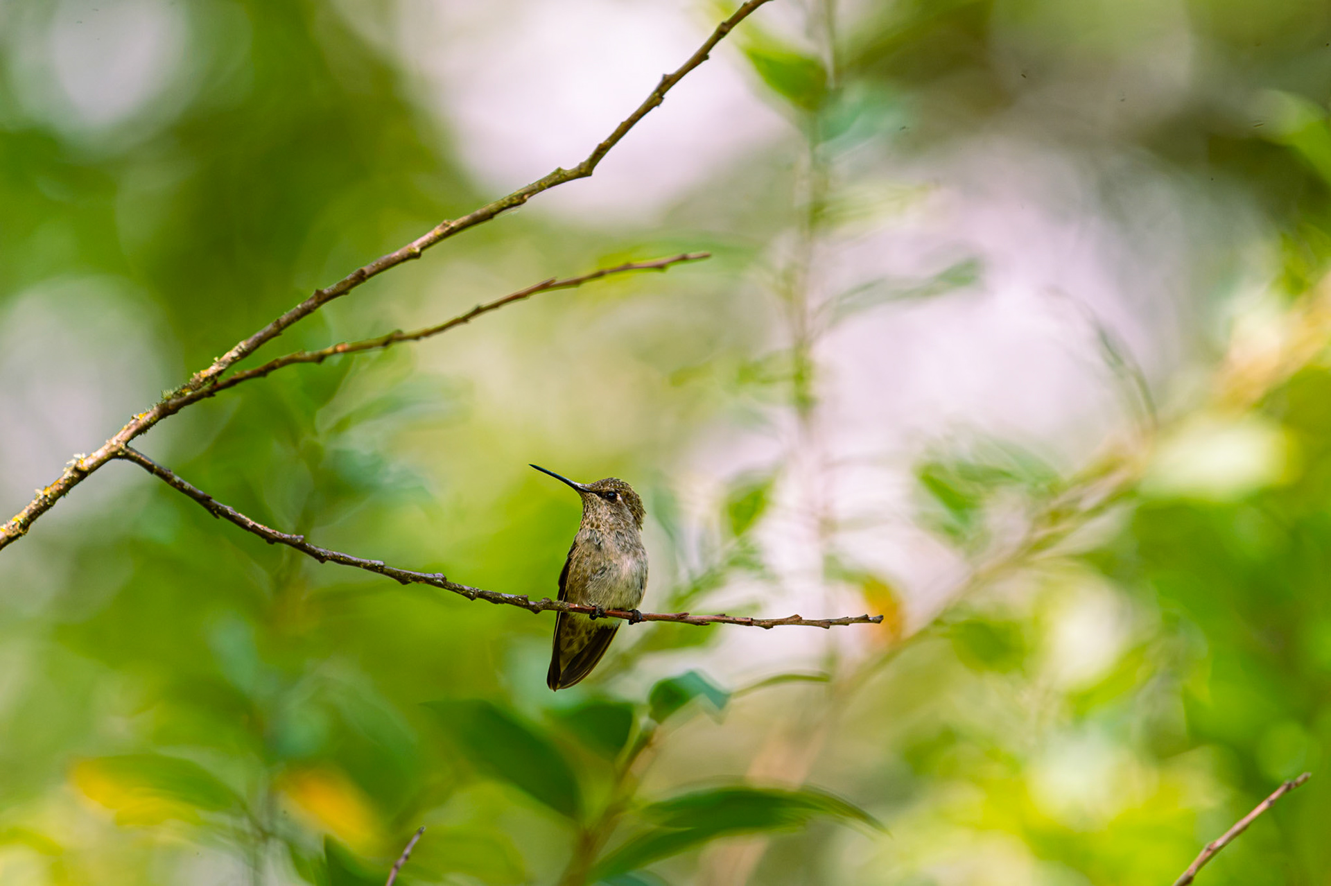 Anna's Hummingbird