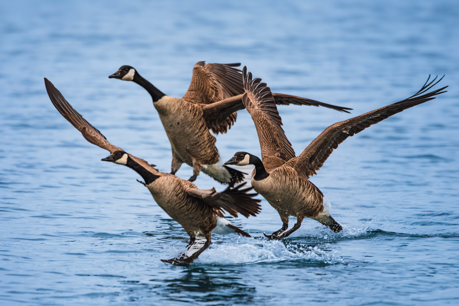 Canada Goose in flight
