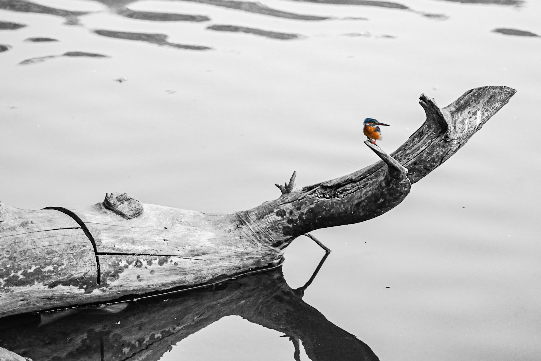 Kingfisher