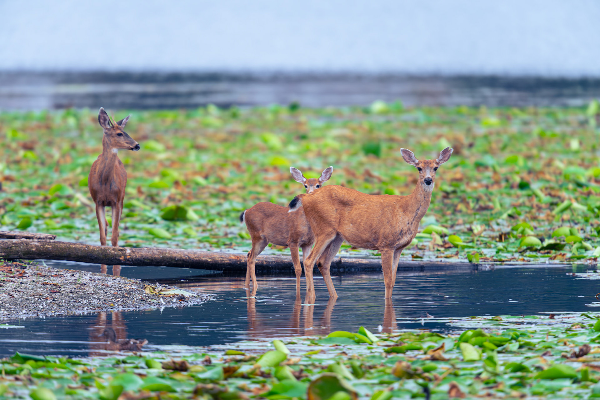 Deers