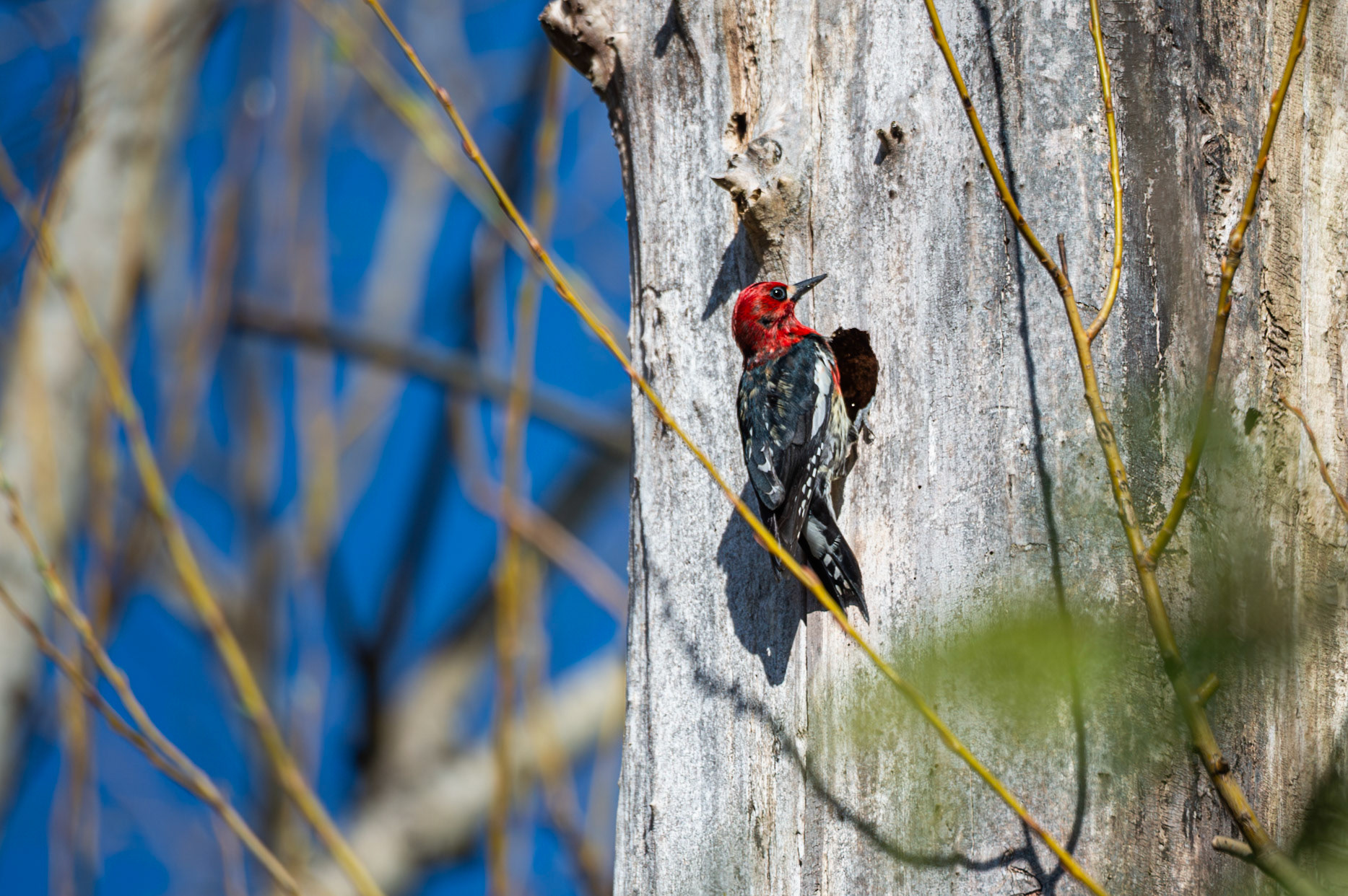 Red Breasted Sapsucker