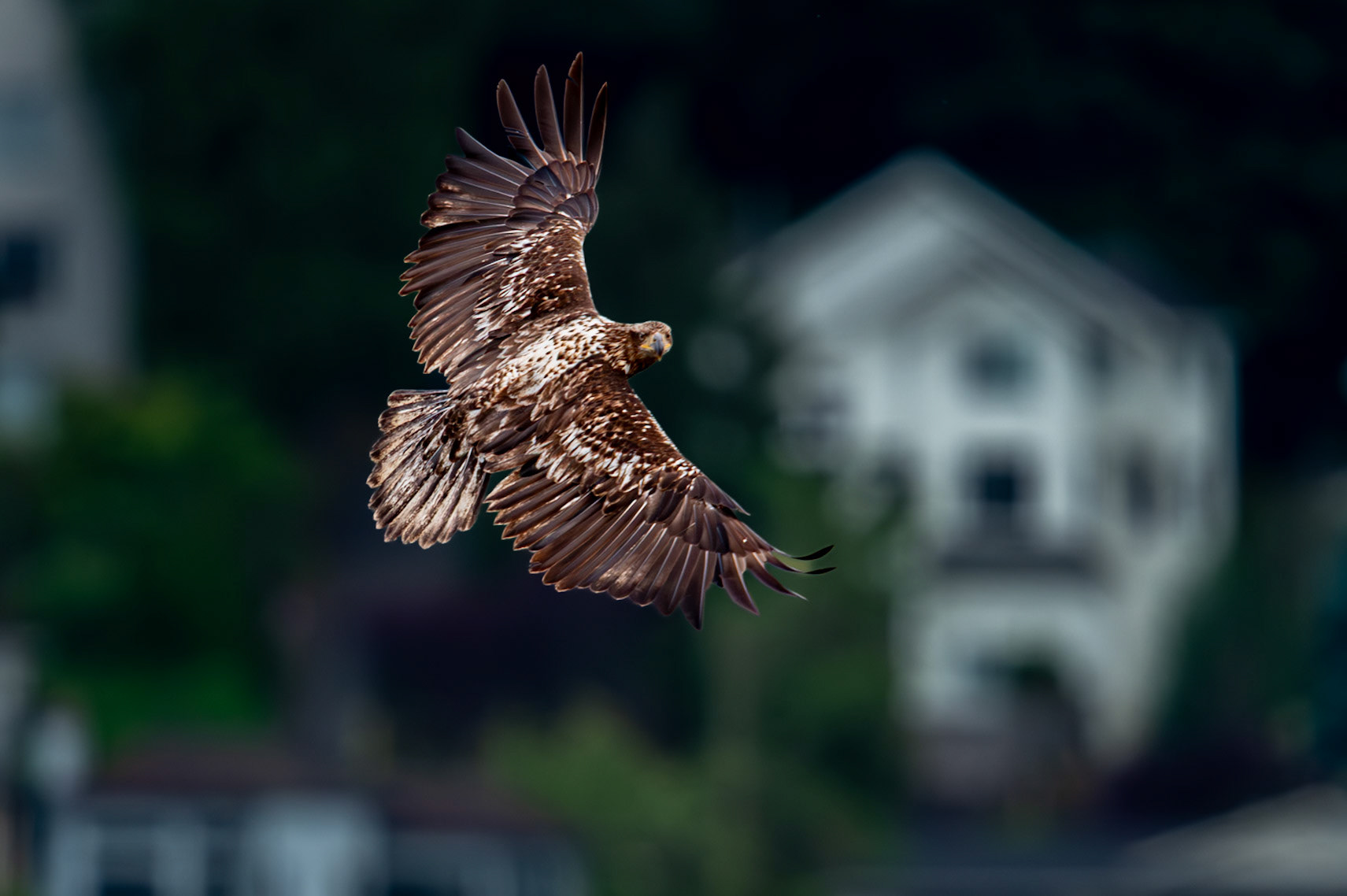 Bald Eagle in flight