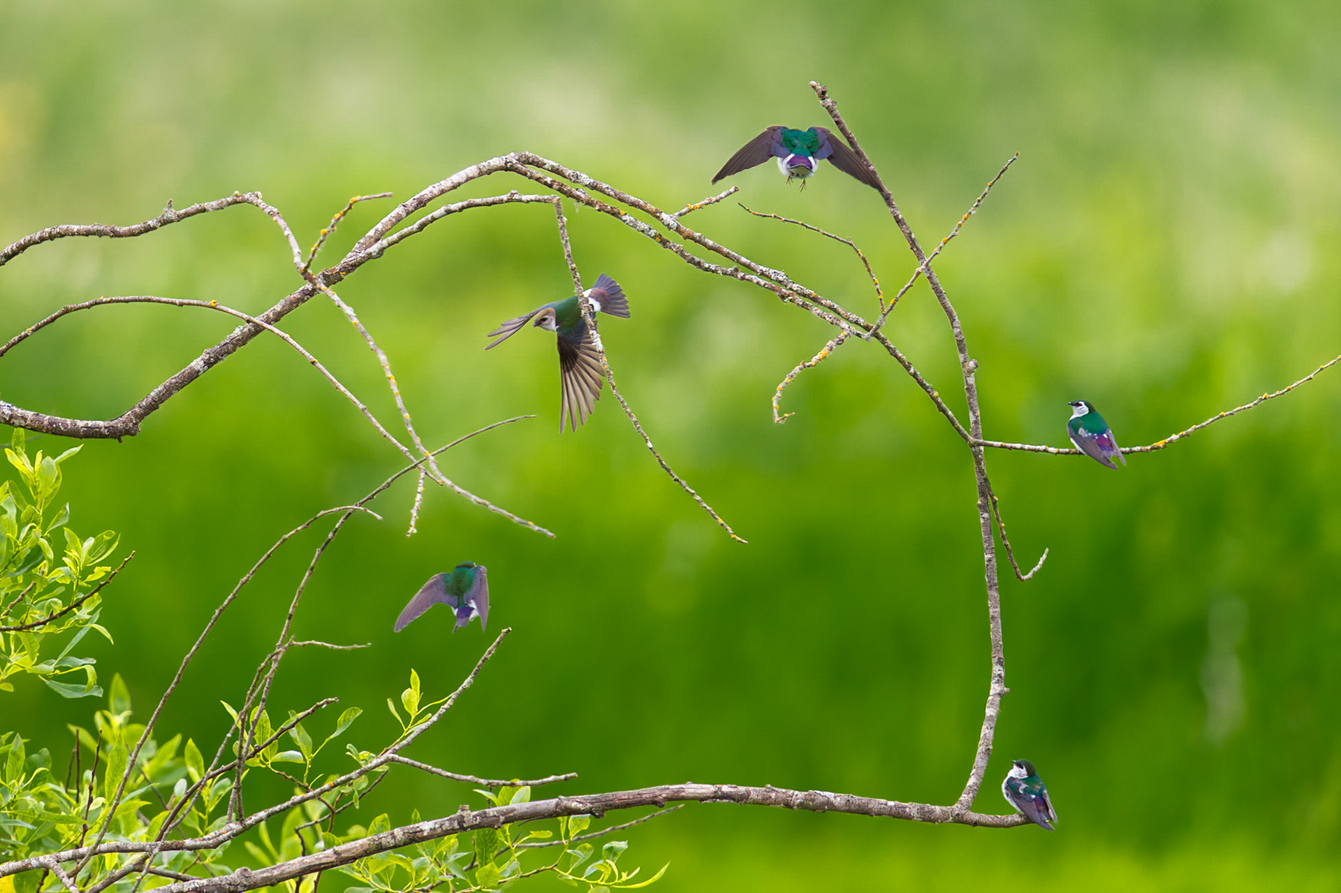 Dance of Violet Green Swallow