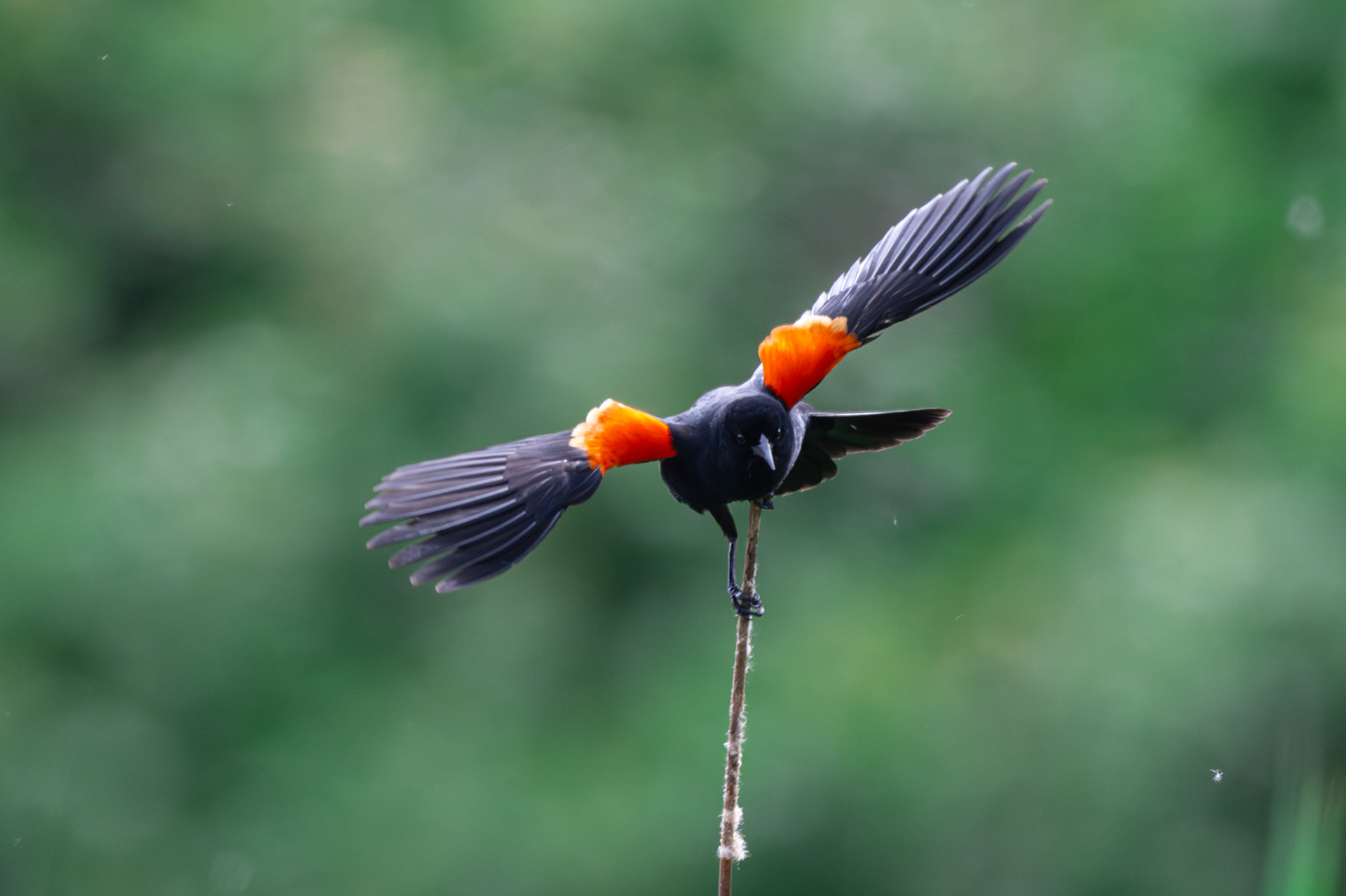 Red Winged Blackbird