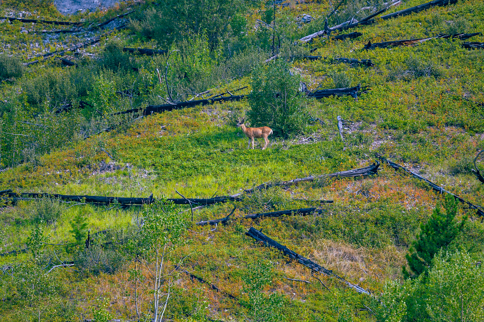 Elk