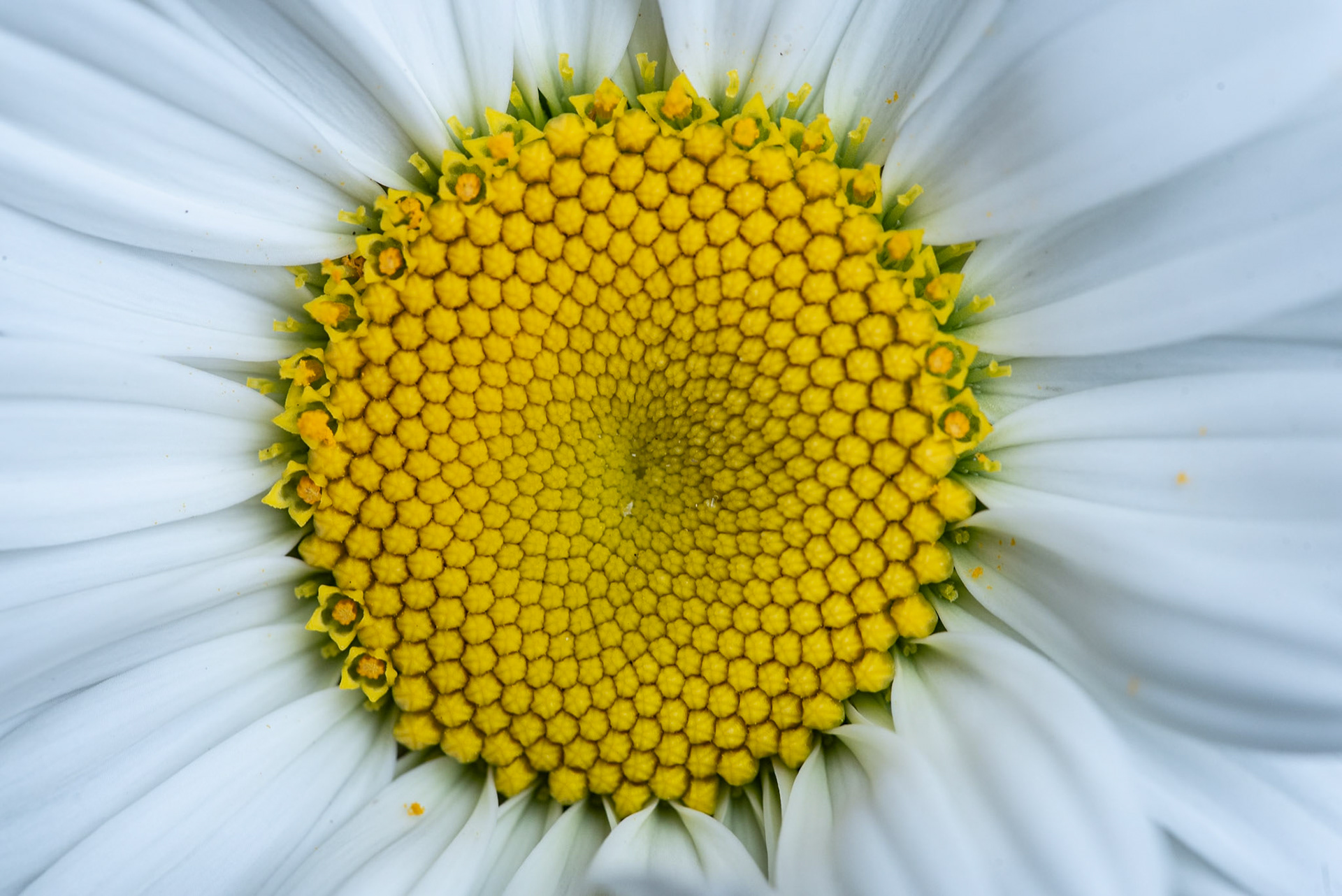 Shasta Daisies