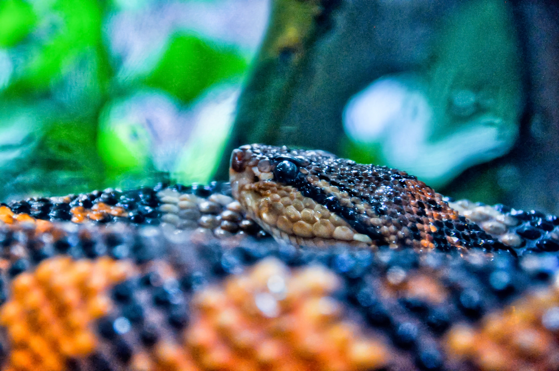 South American Bushmaster