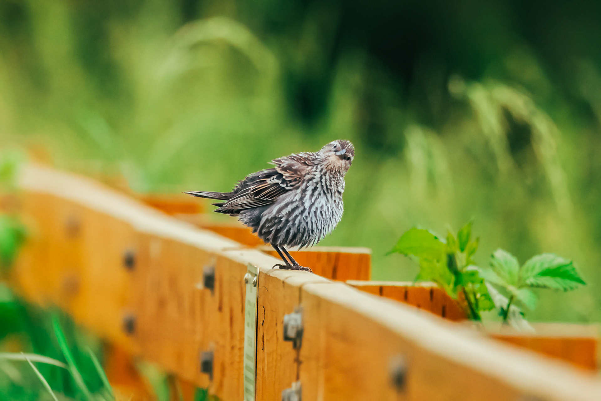 Red Winged Blackbird
