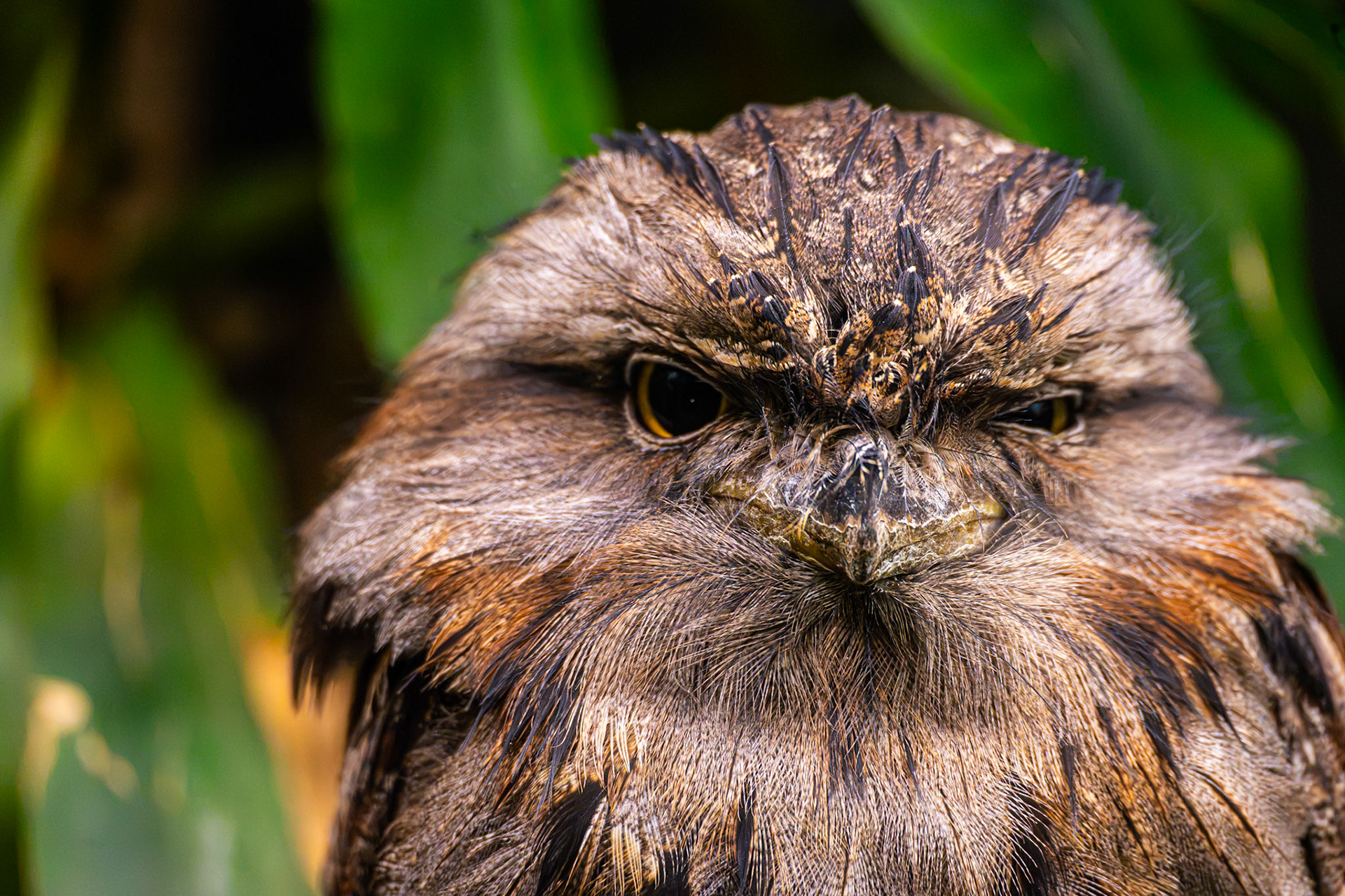 Tawny Frogmouth