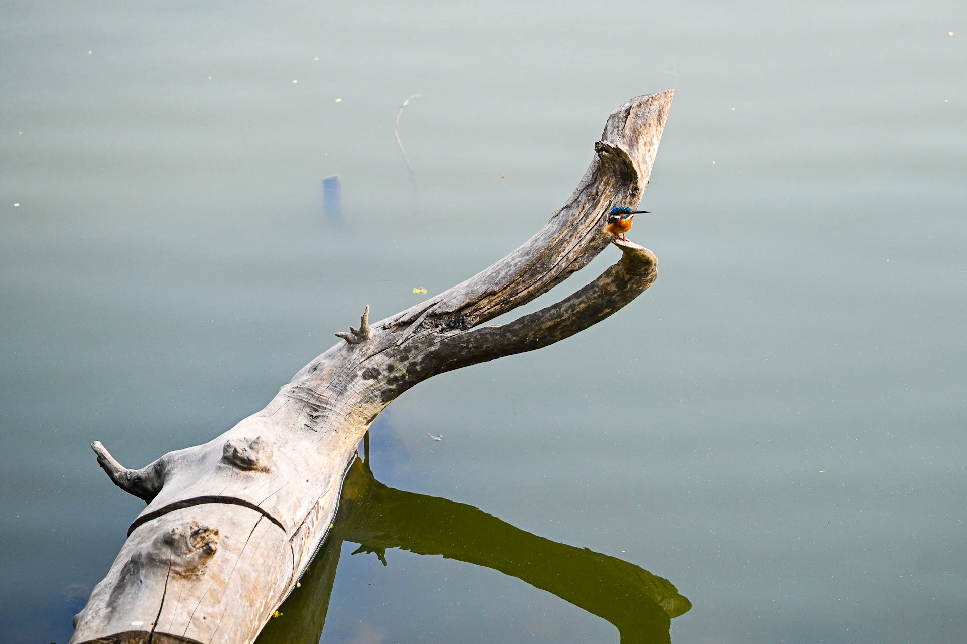 Kingfisher