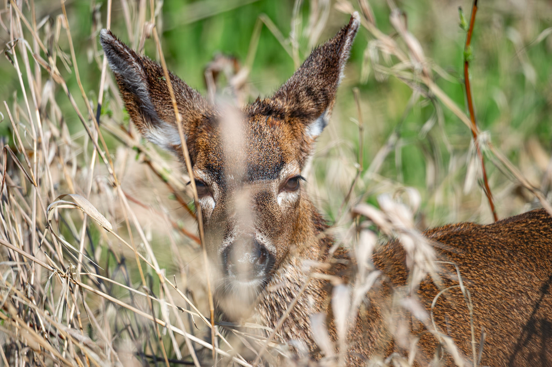 Deers