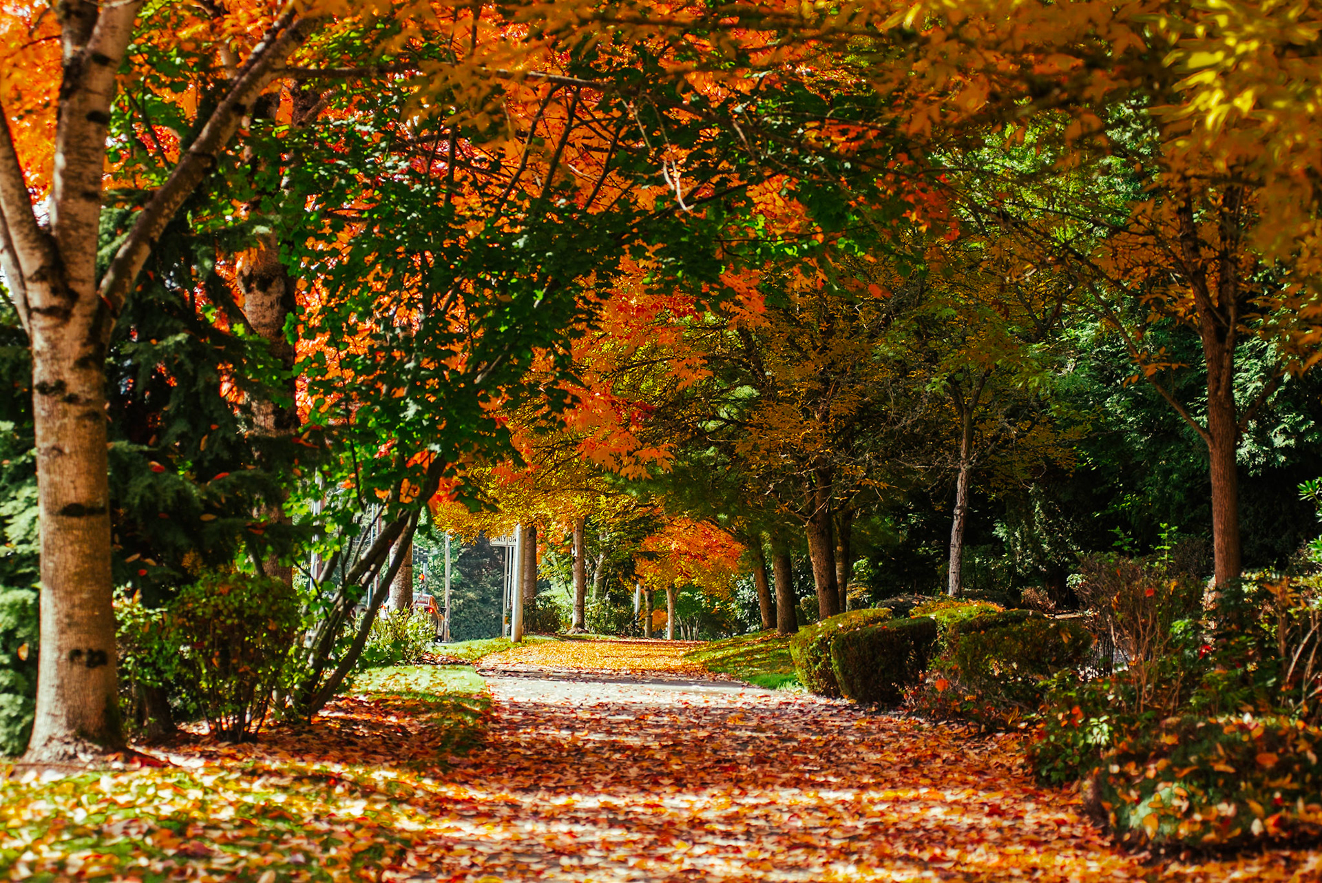 Fall in Redmond
