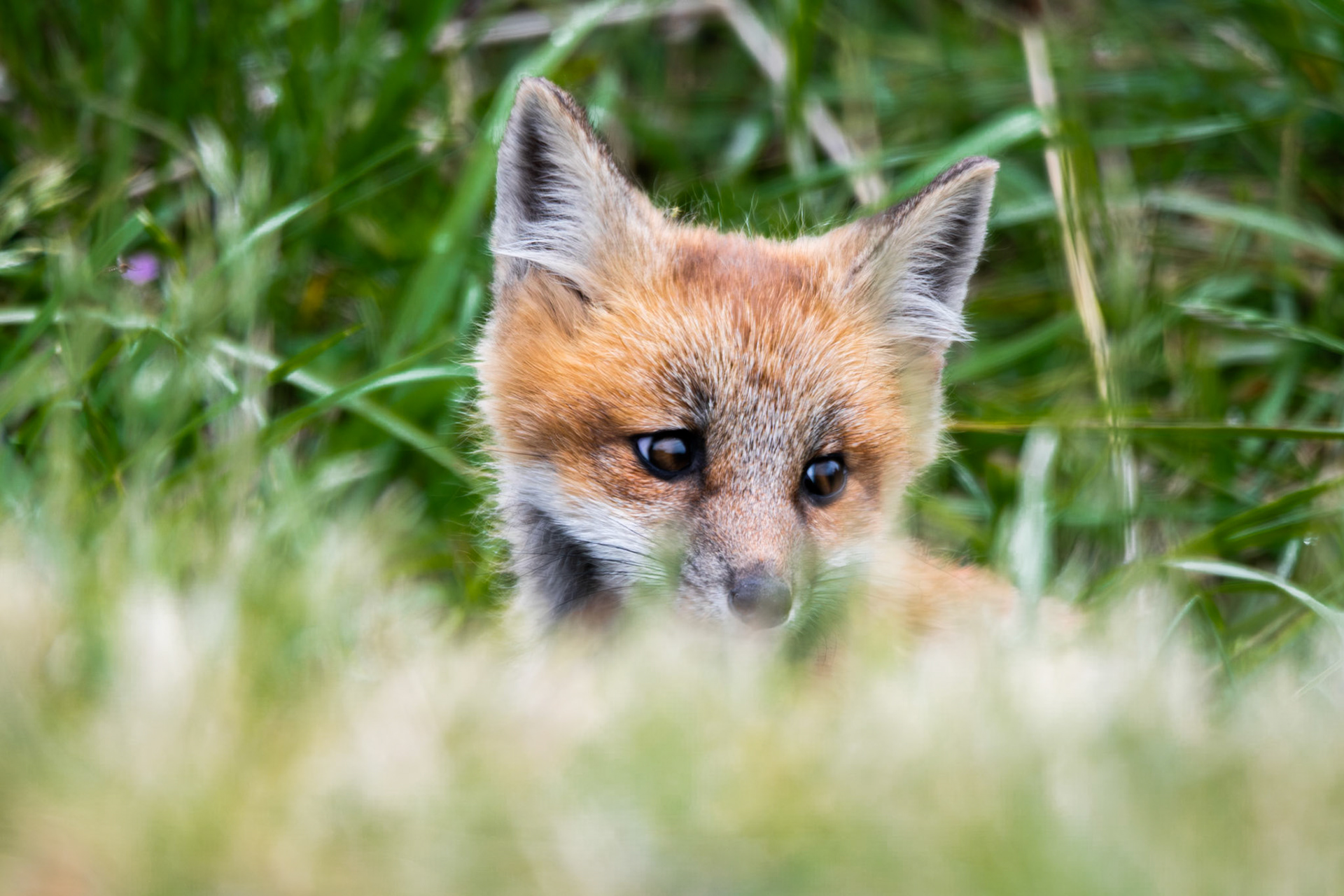 Fox on San Juan