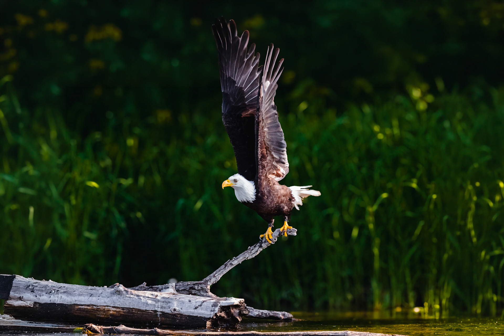 Bald Eagle taking off