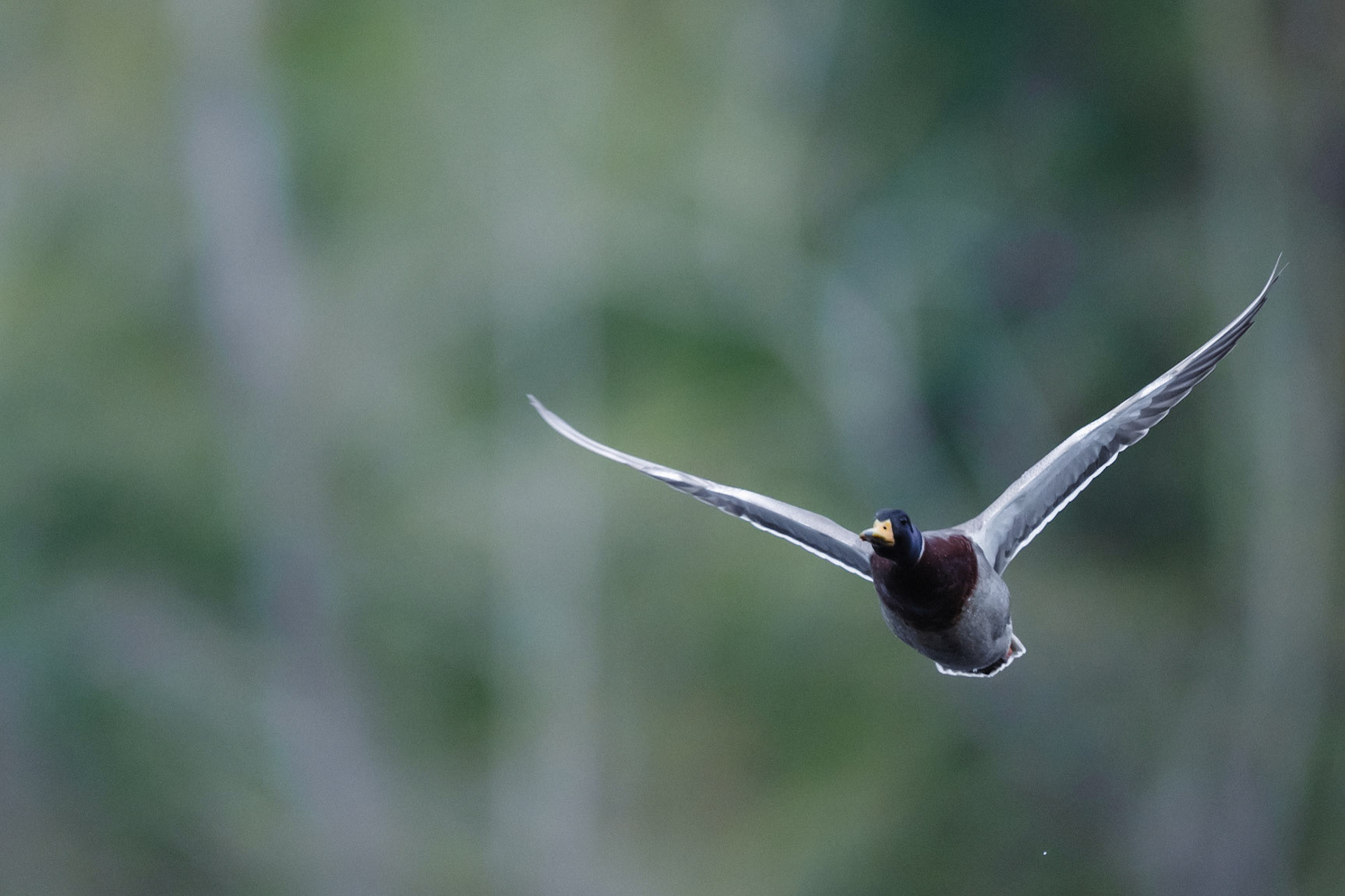 Mallard in flight