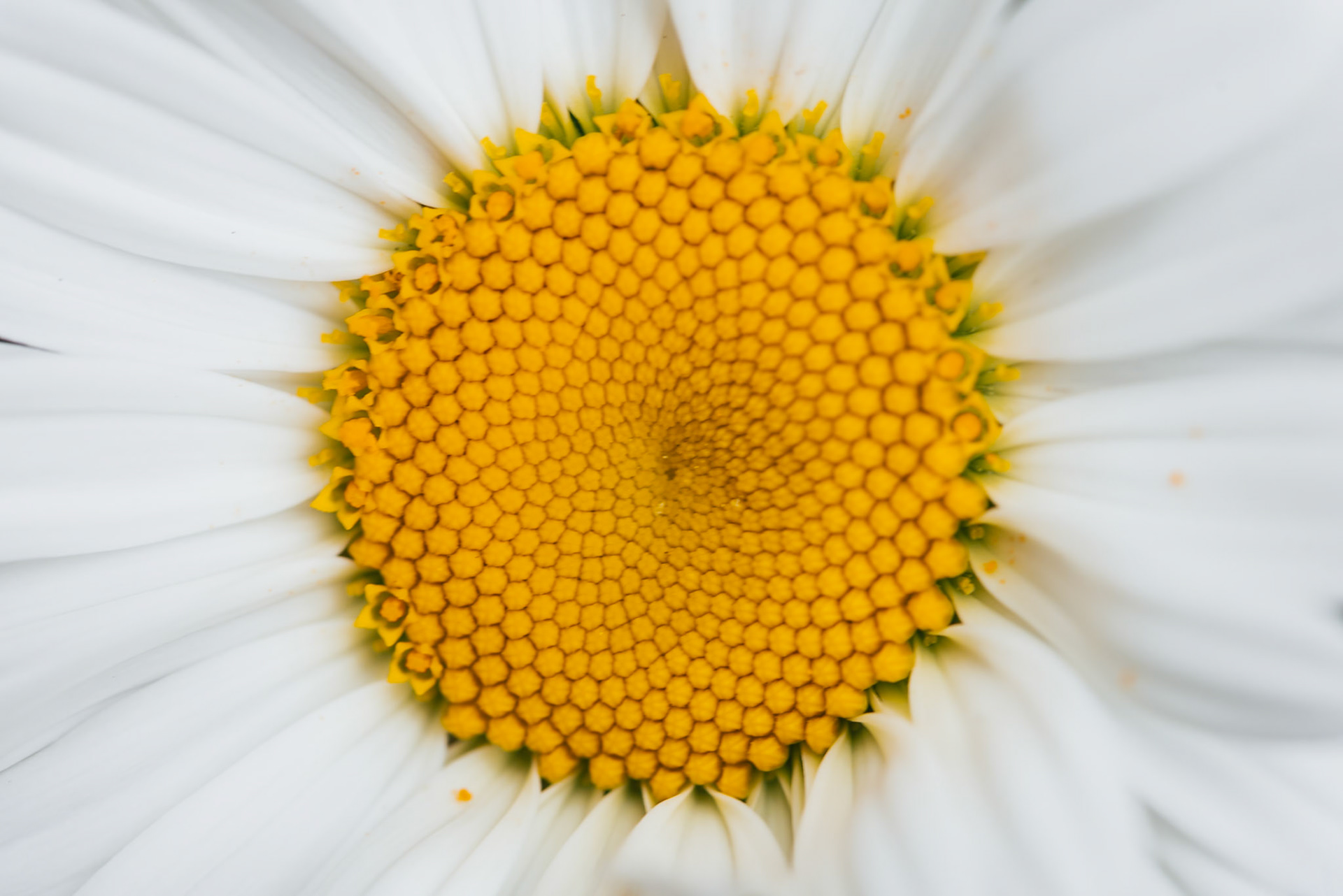 Shasta Daisies