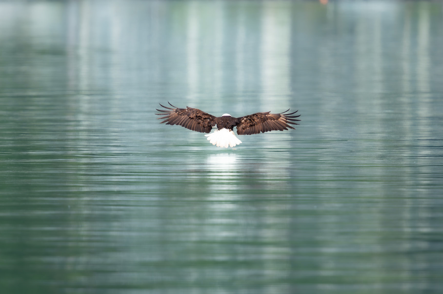 Bald Eagle in flight