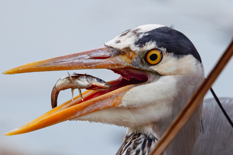 Heron eating a fish
