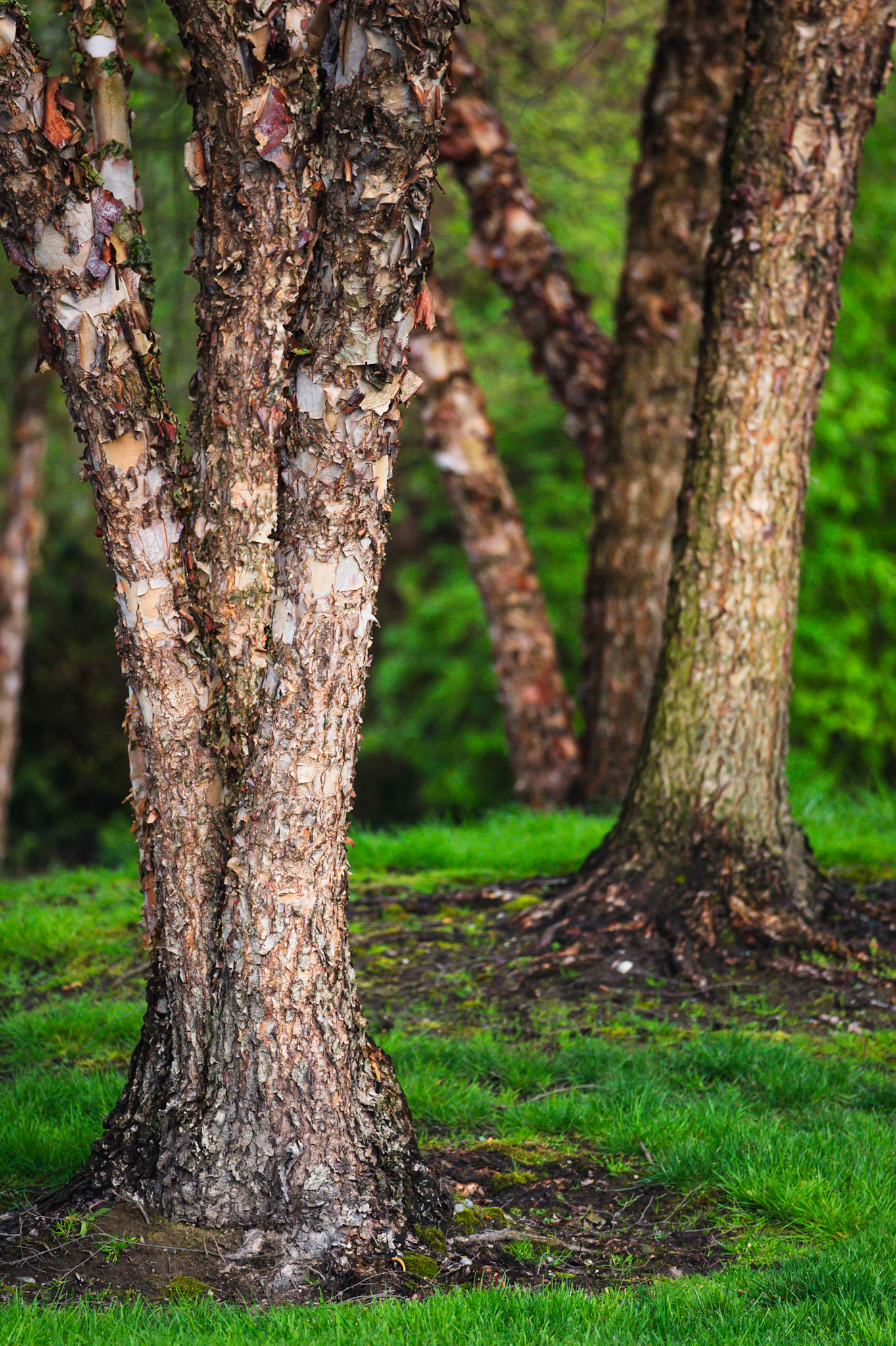 Tree trunks
