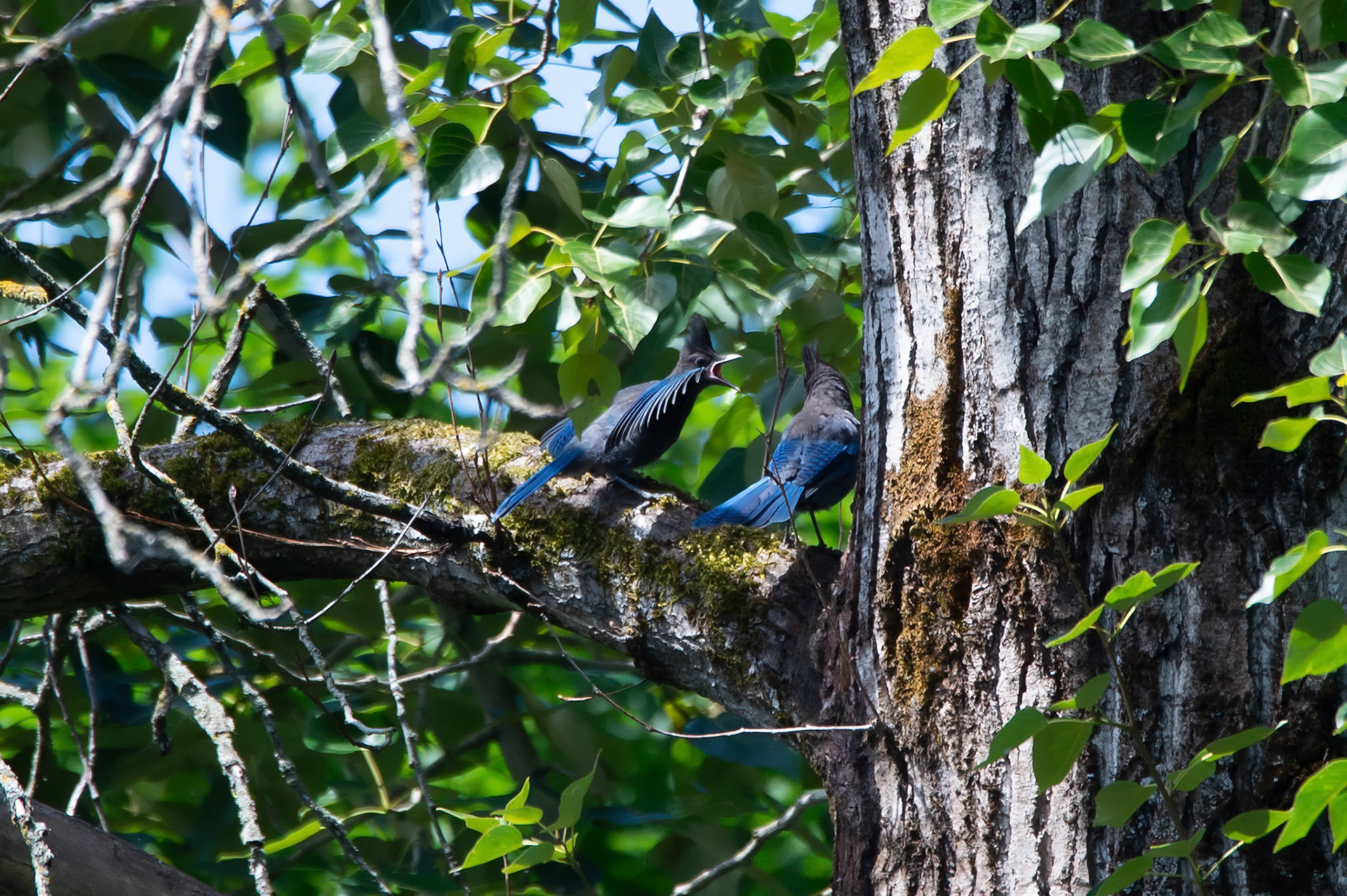 Steller's Jay