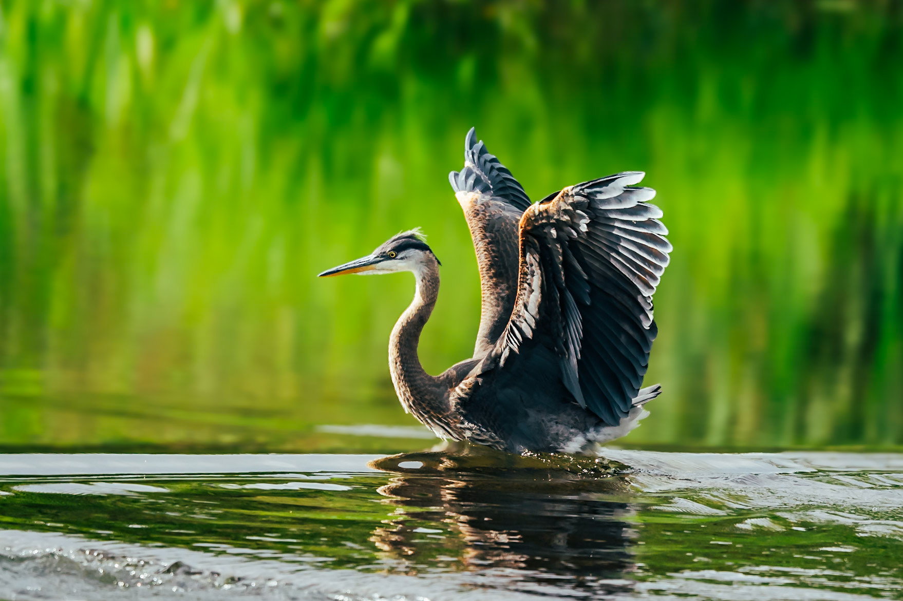 Blue Heron