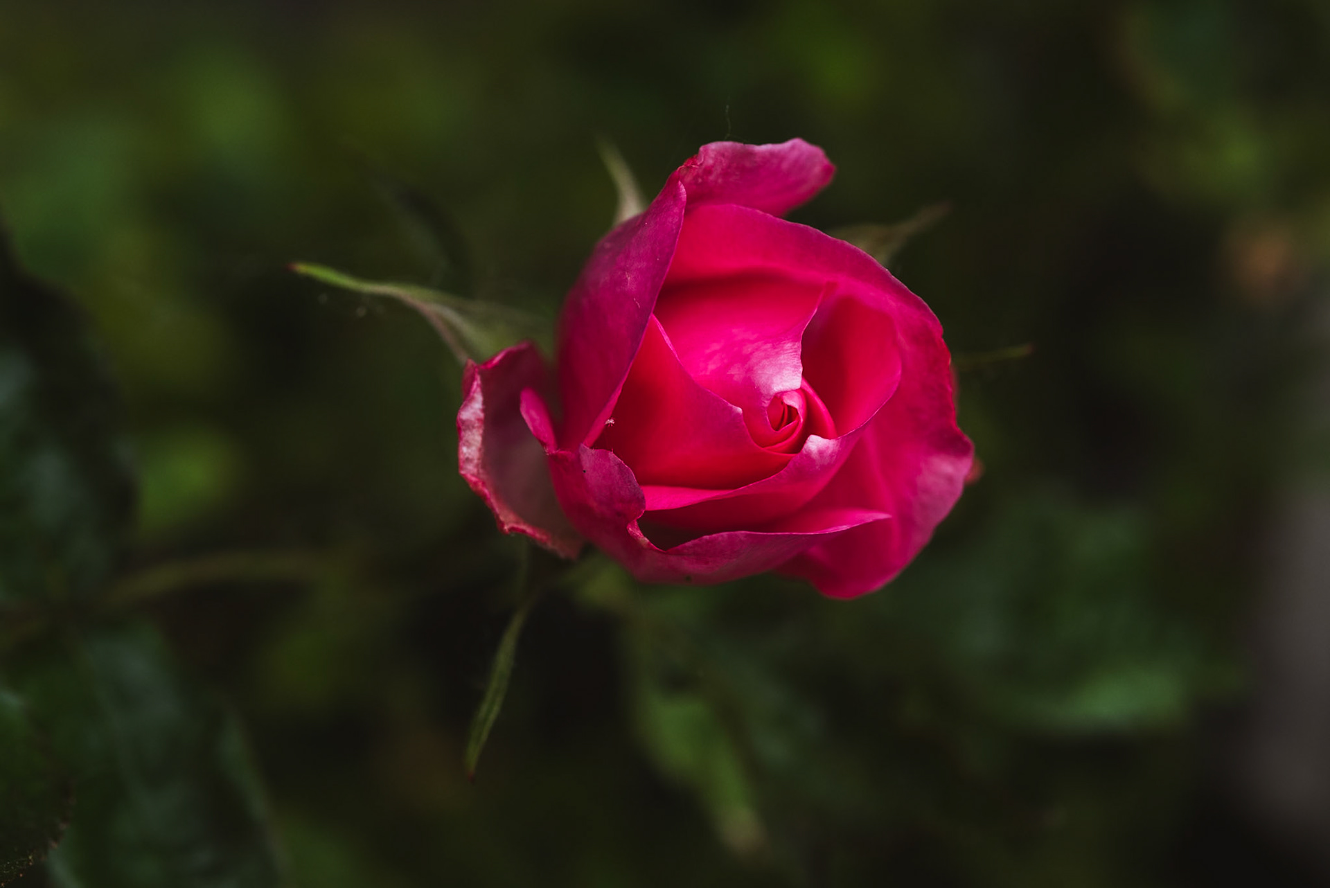 A Rose