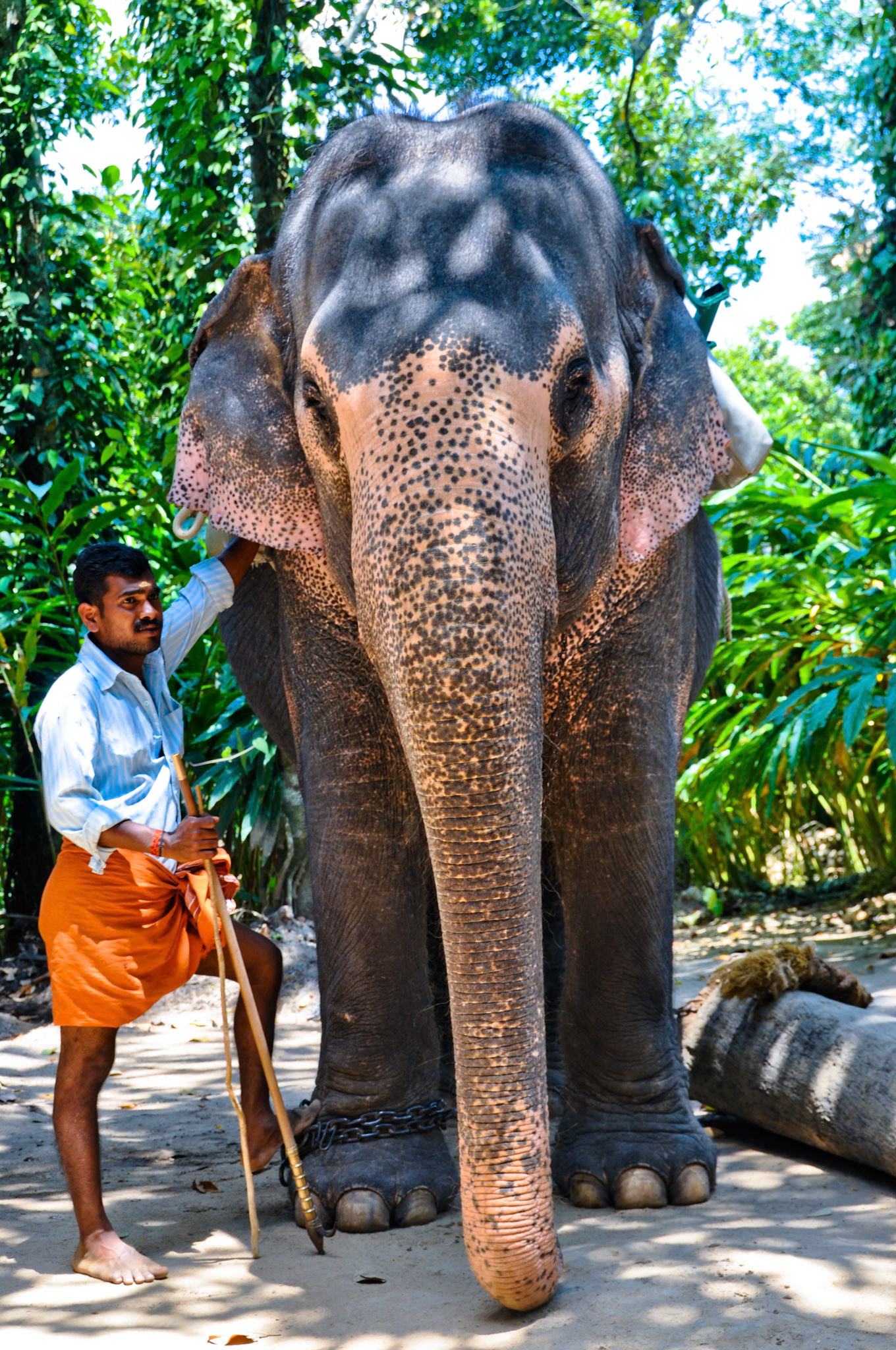 Mahoot in Kerala