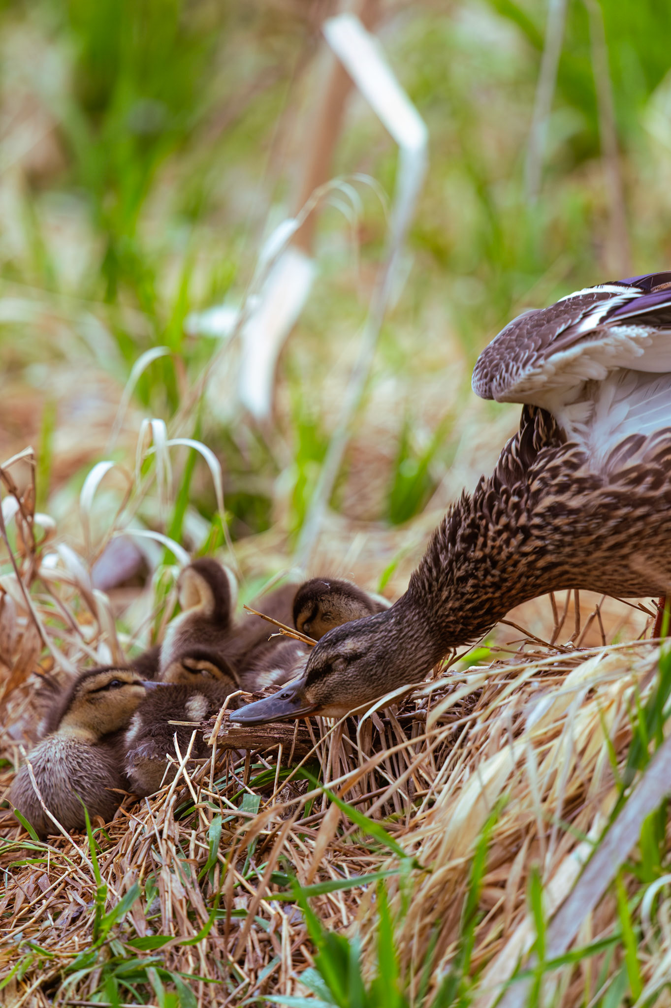 Duck and Ducklings