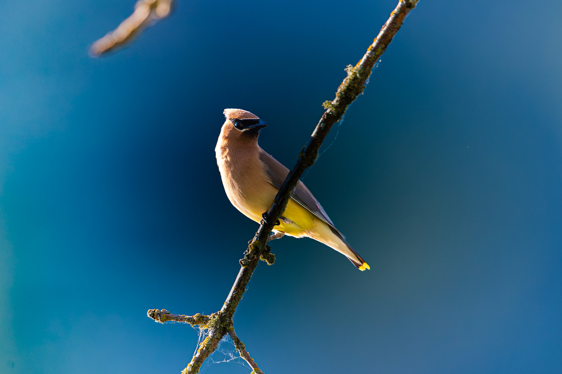 Cedar Waxwing