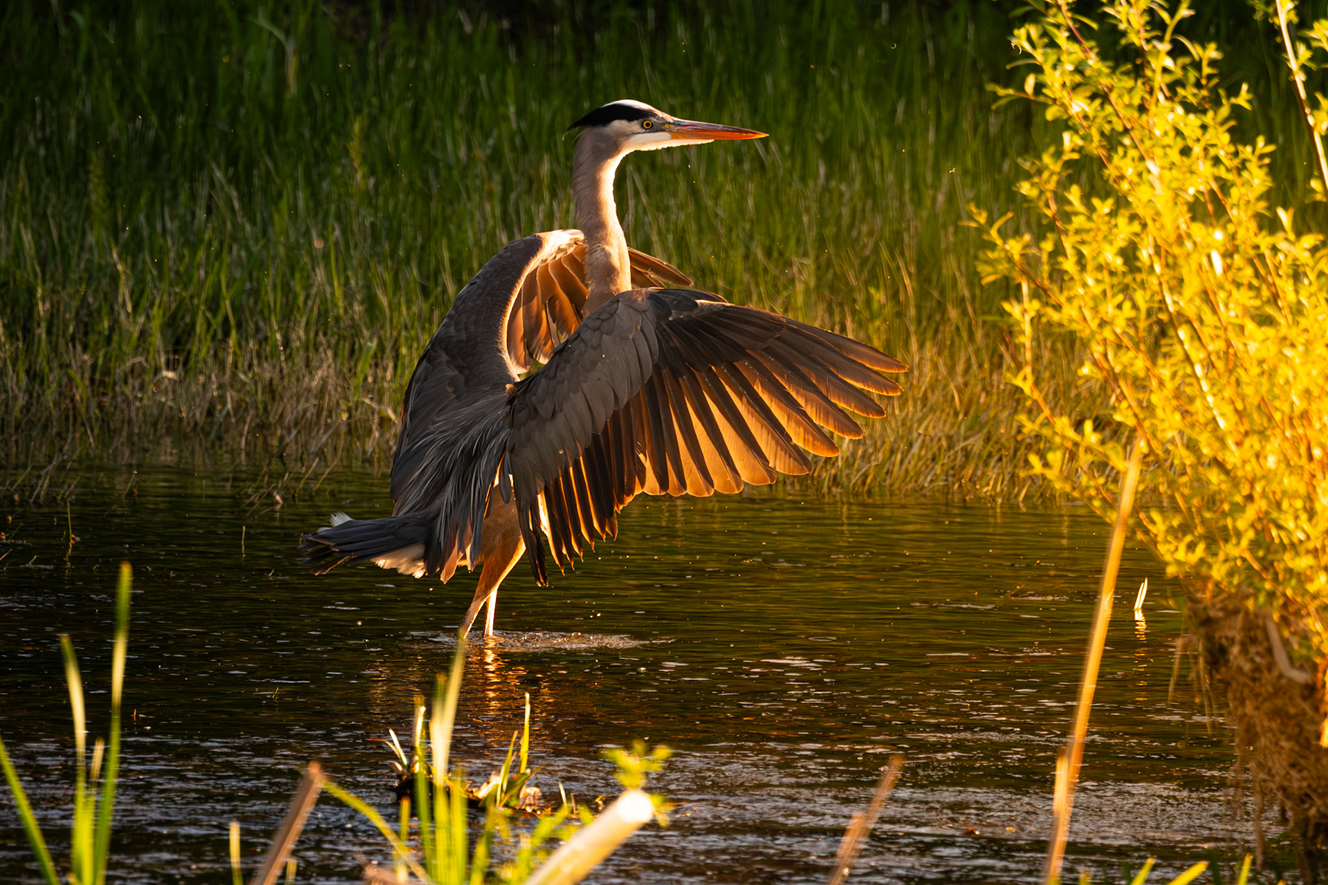 Blue heron at sunset