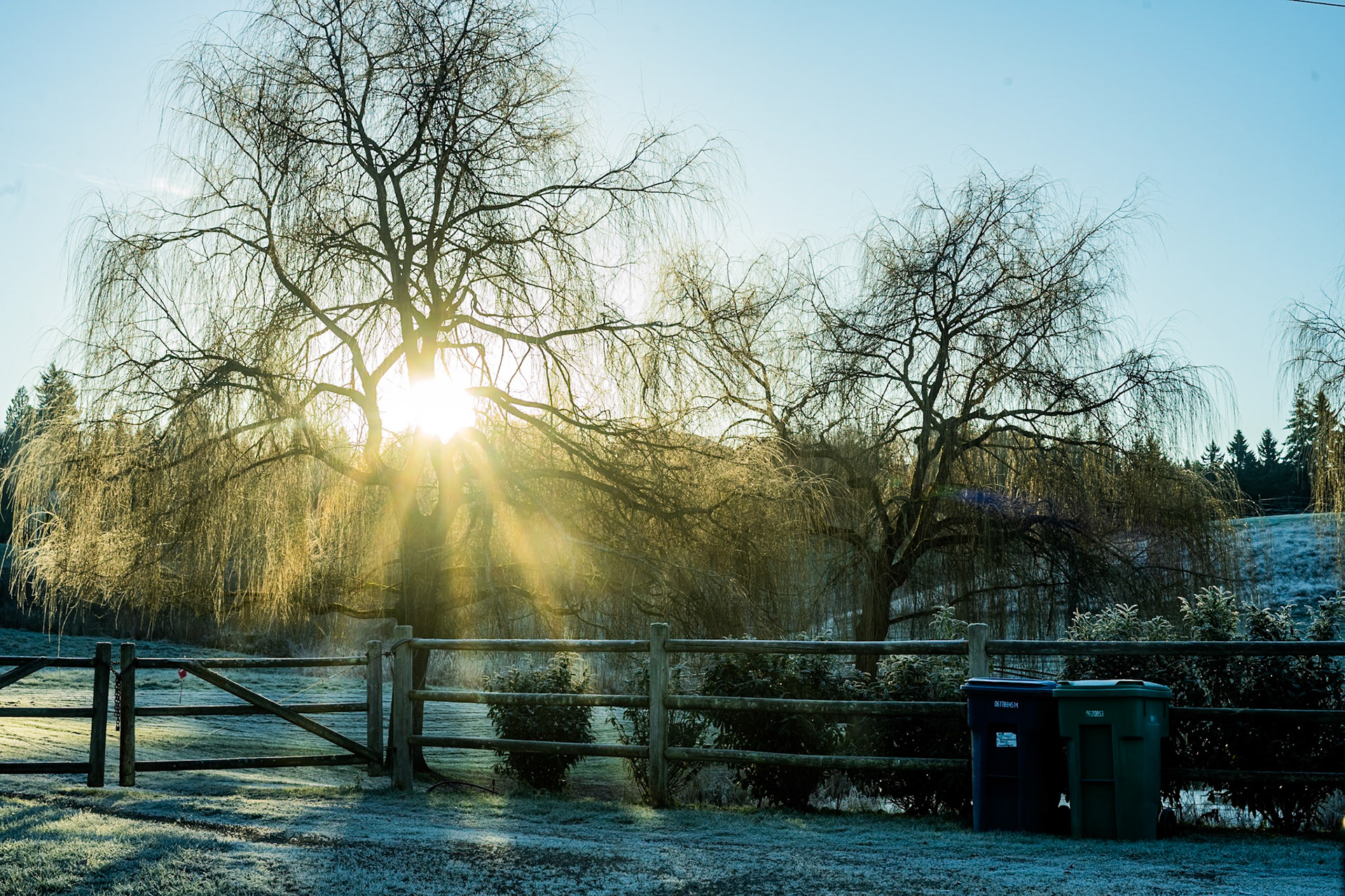 Cold morning in Redmond