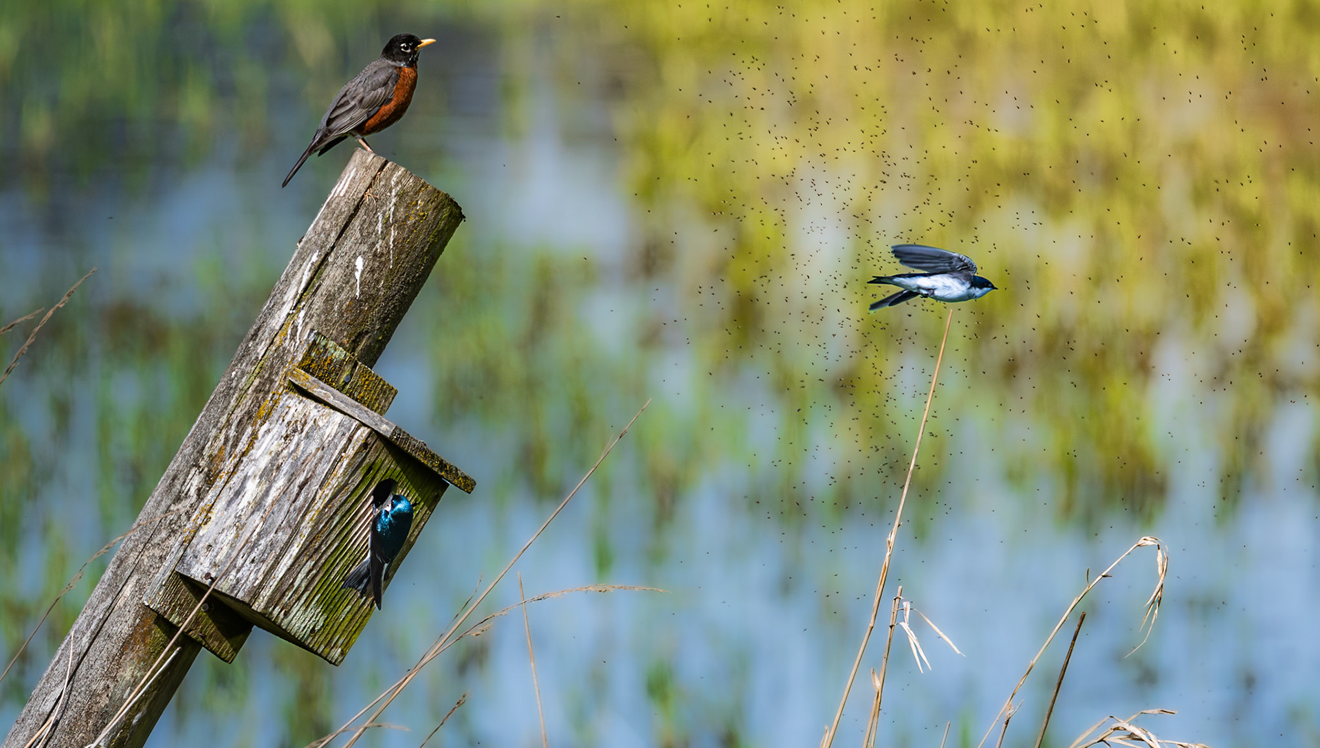 Robin and Tree Swallow catching insects