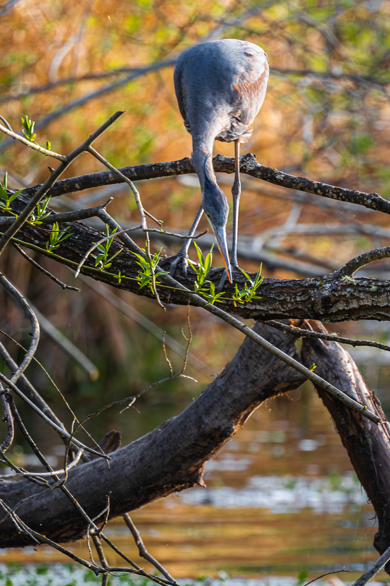 Great blue heron watching a fish