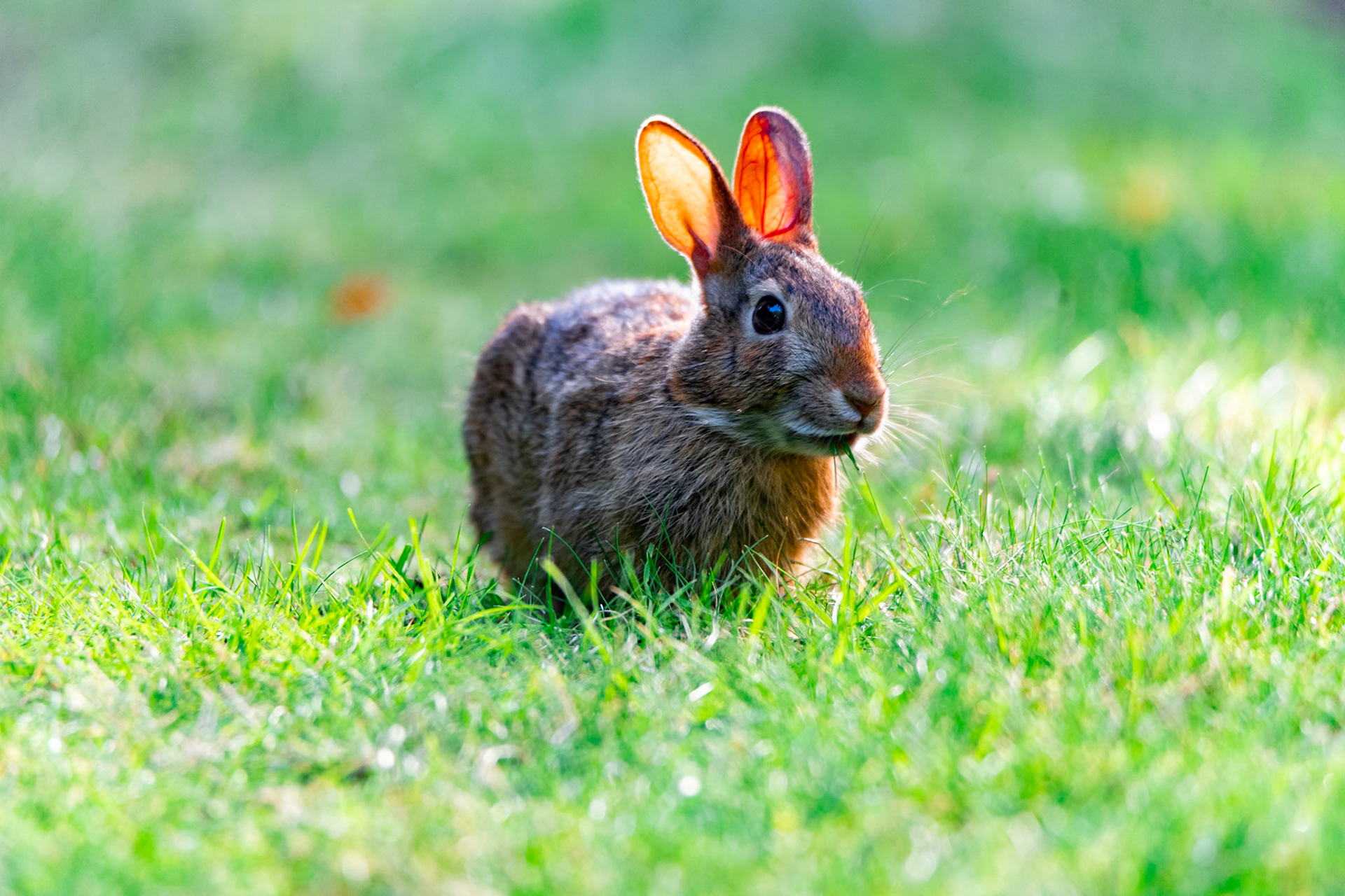 Rabbit