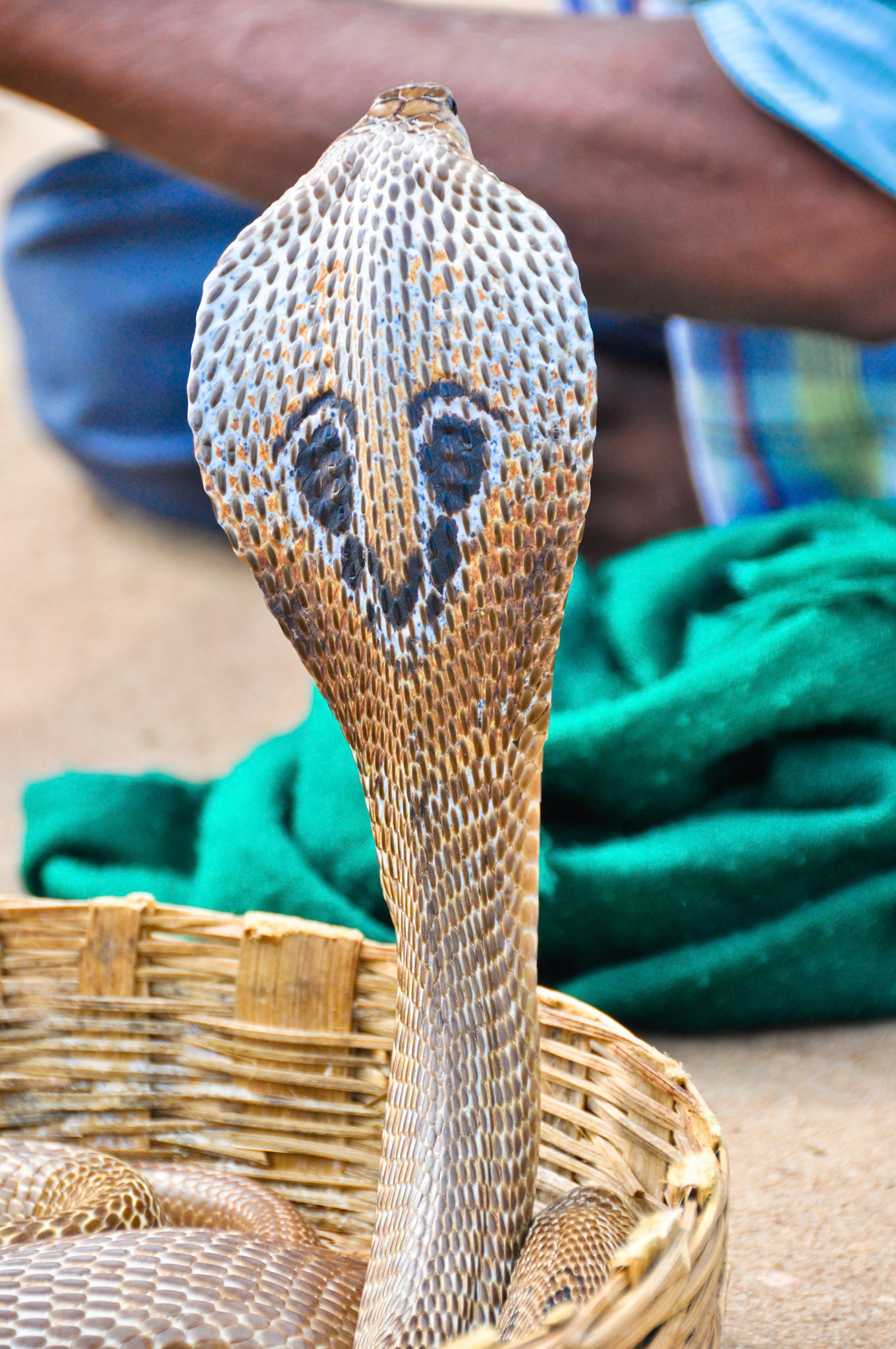 Indian Cobra