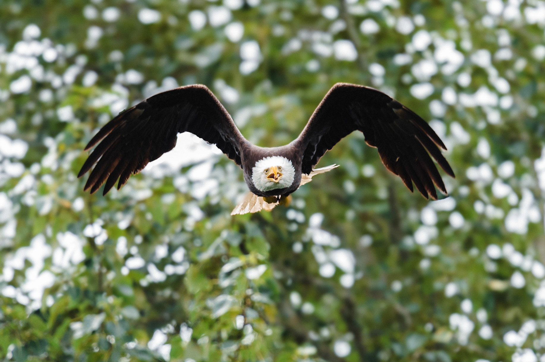 Bald Eagle in flight