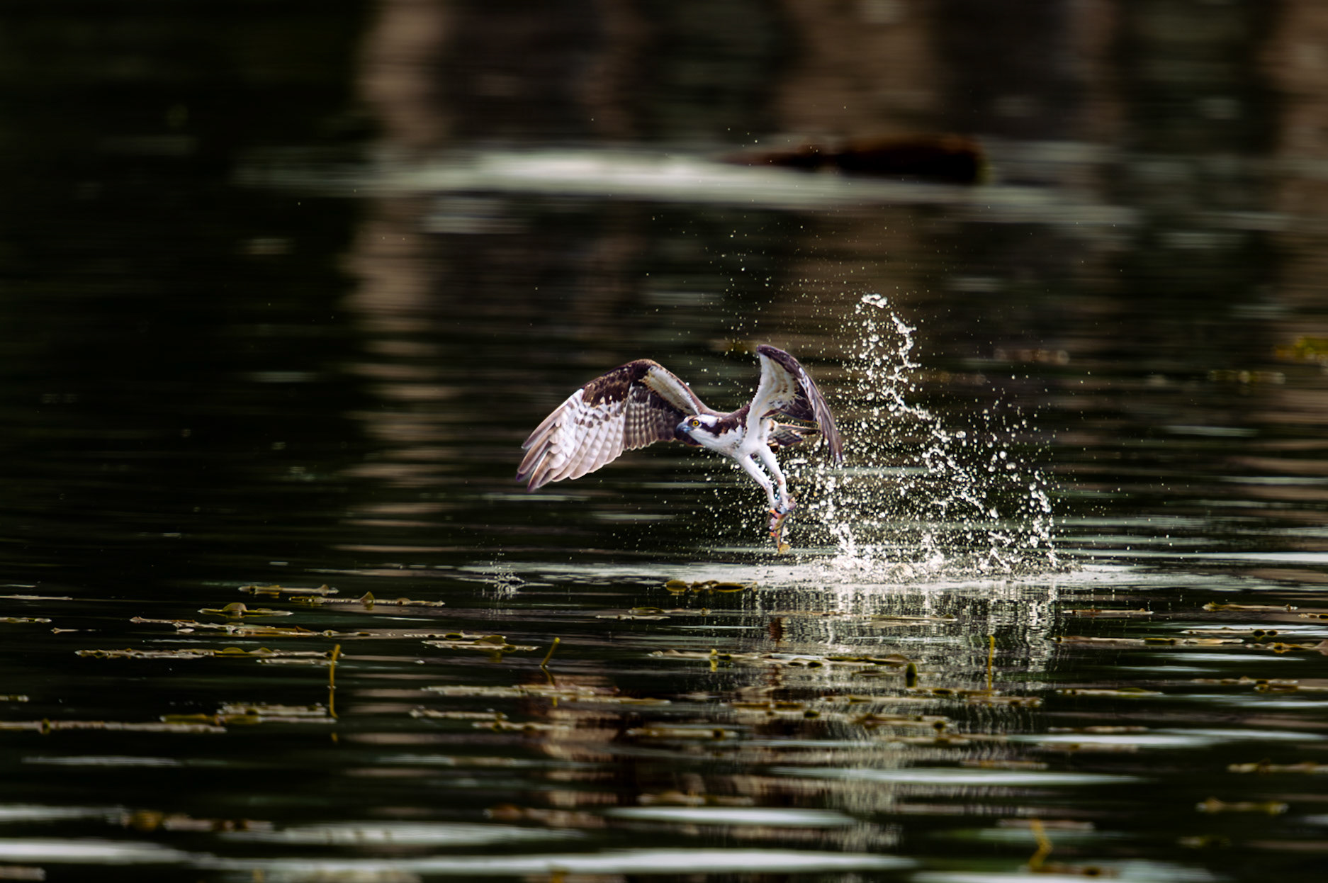 Osprey hunting