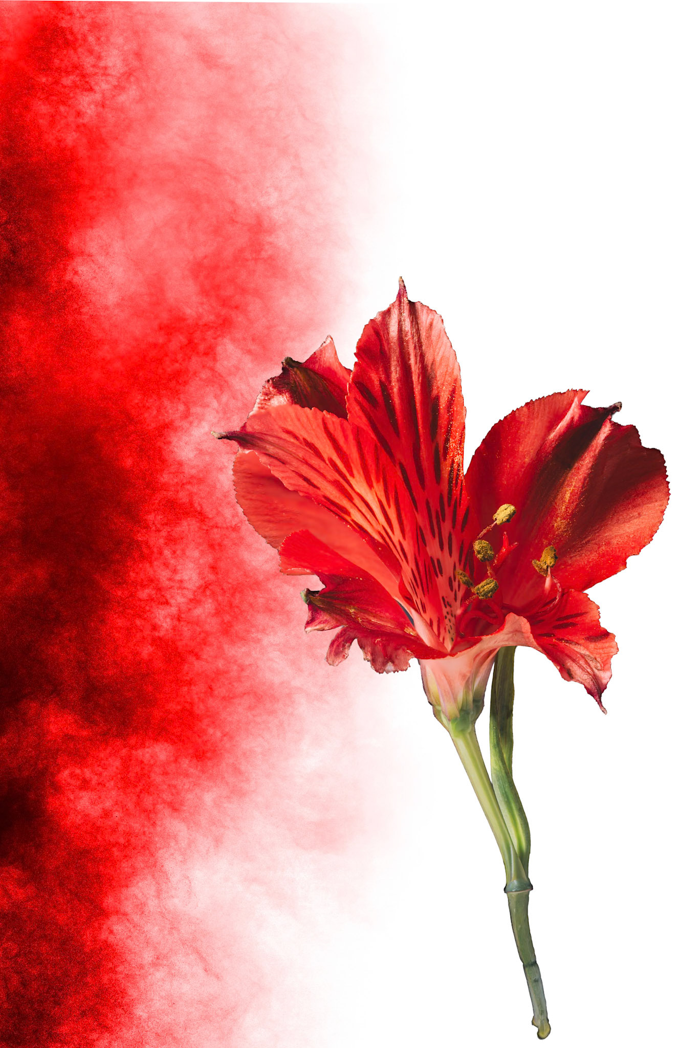 Peruvian Lily