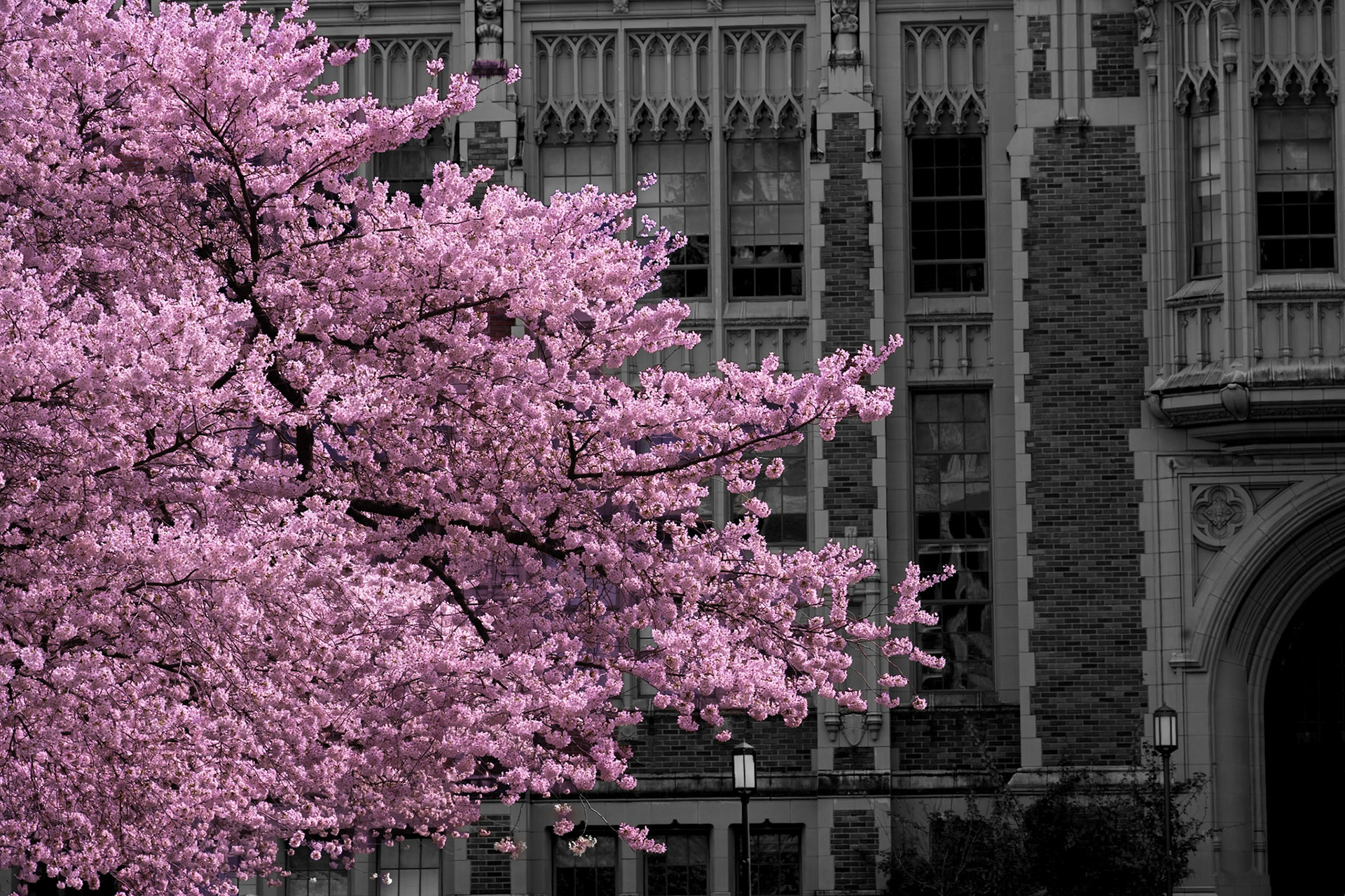 Cherry Blossom at University of Washington
