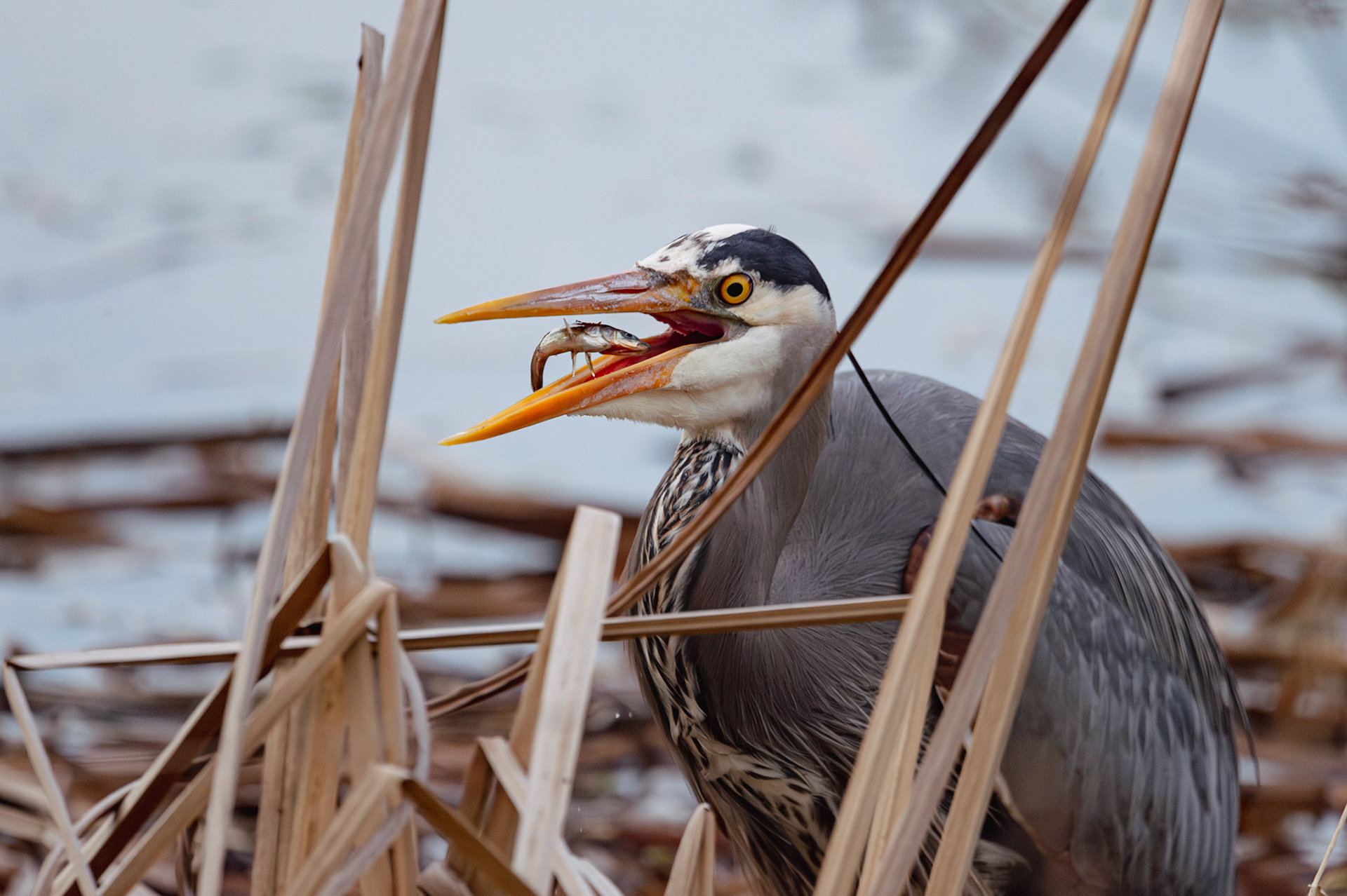 Heron eating a fish