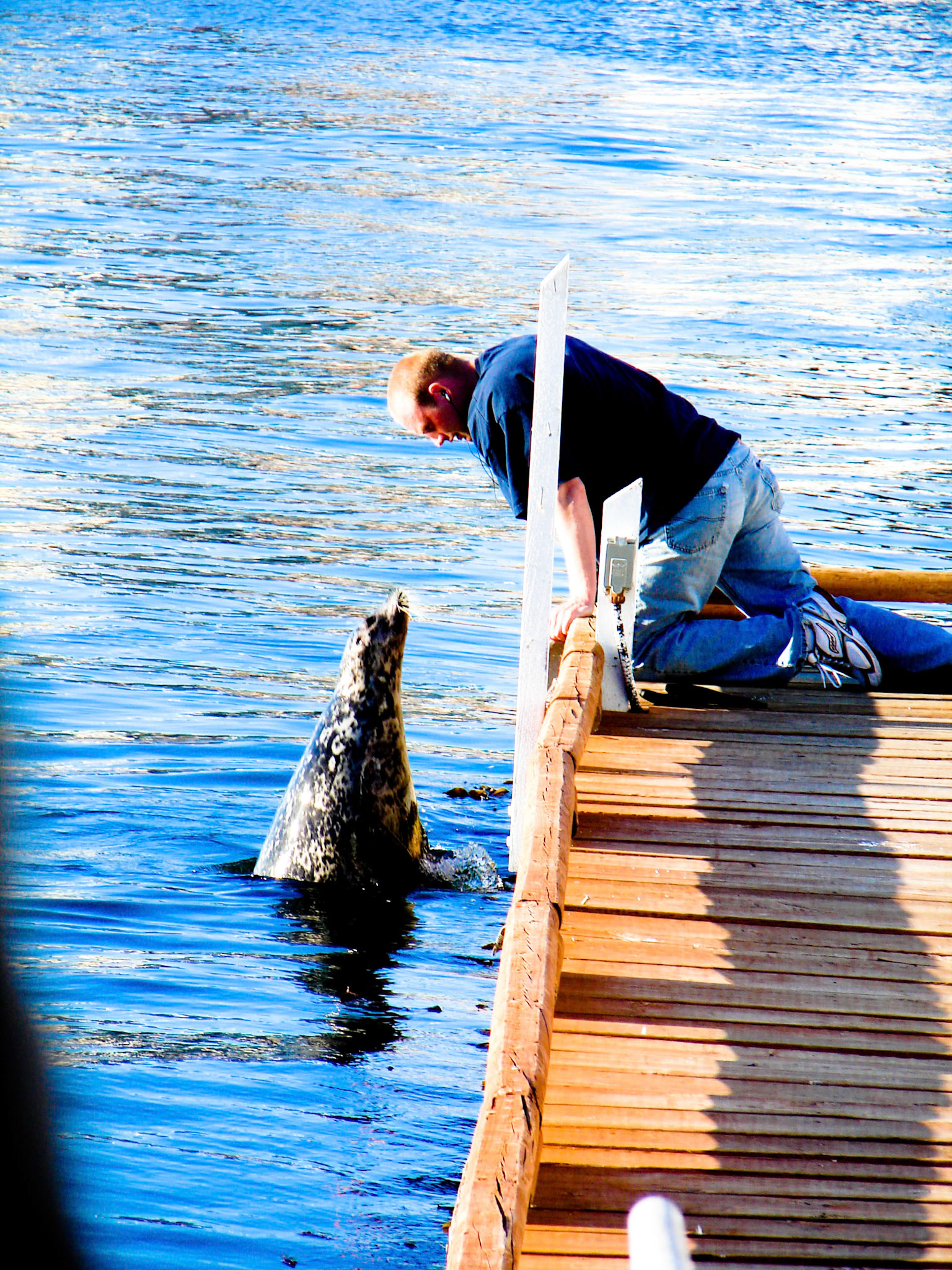 Harbor Seal