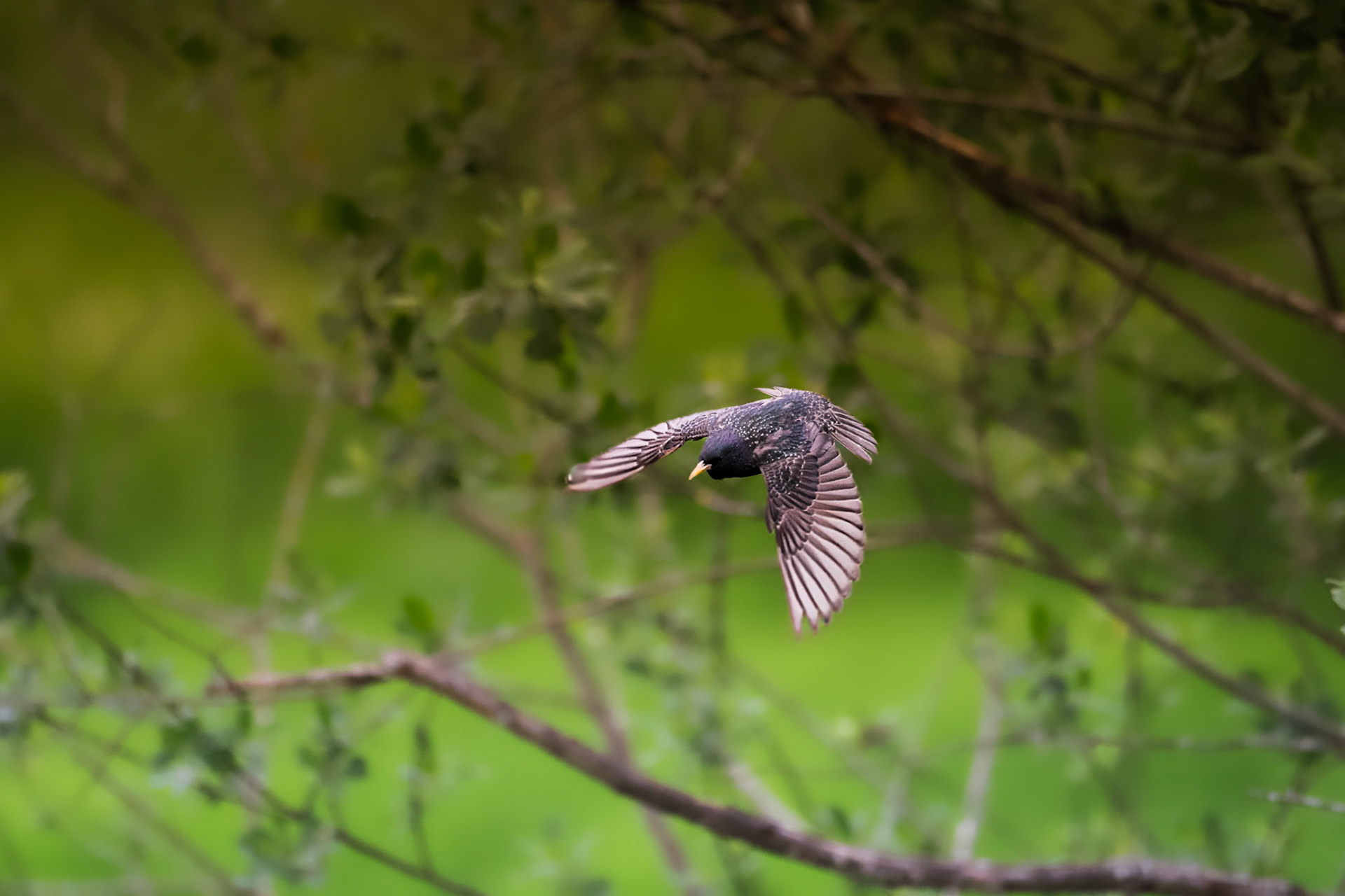 Starling in flight