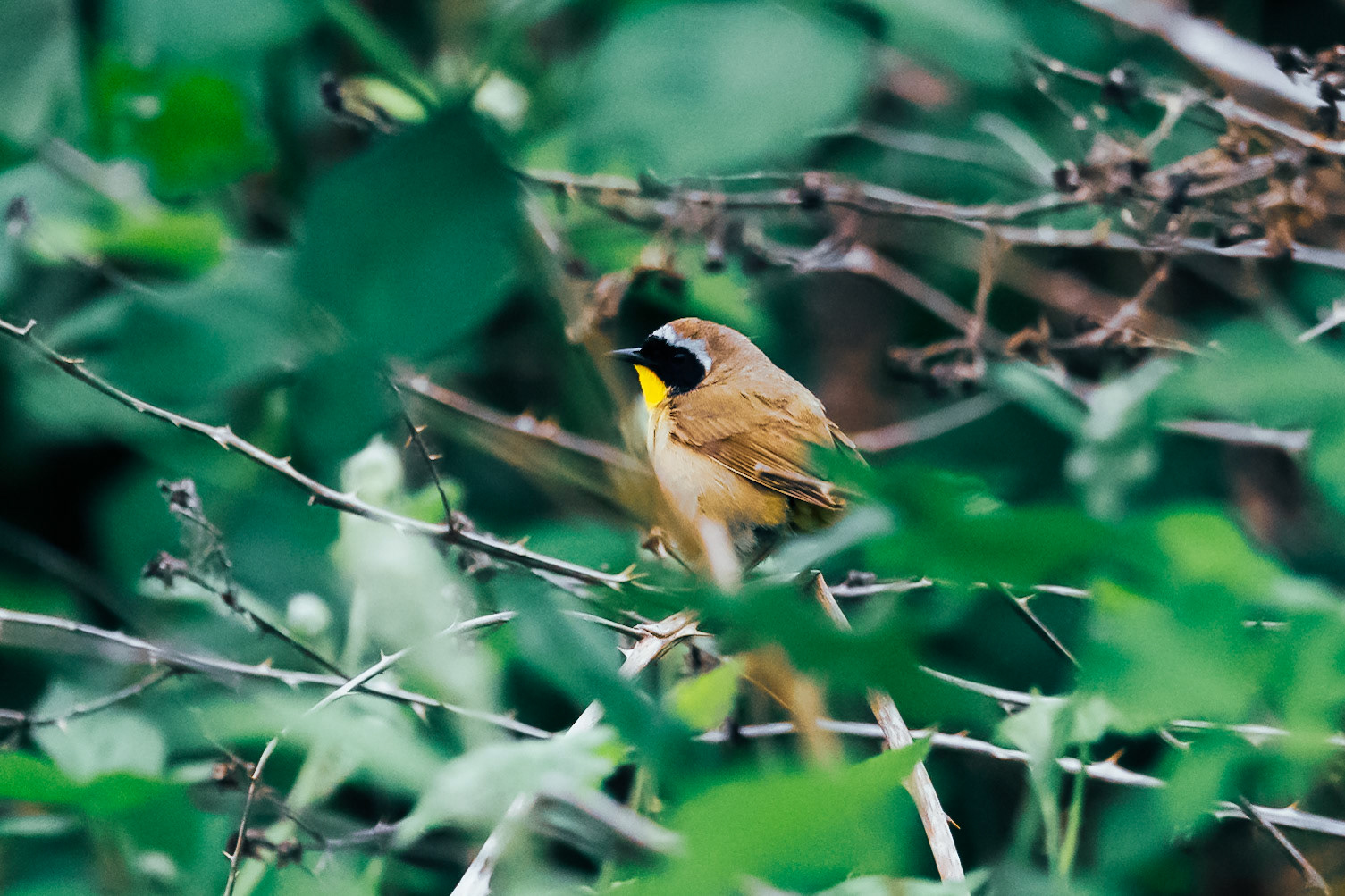 Common Yellowthroat